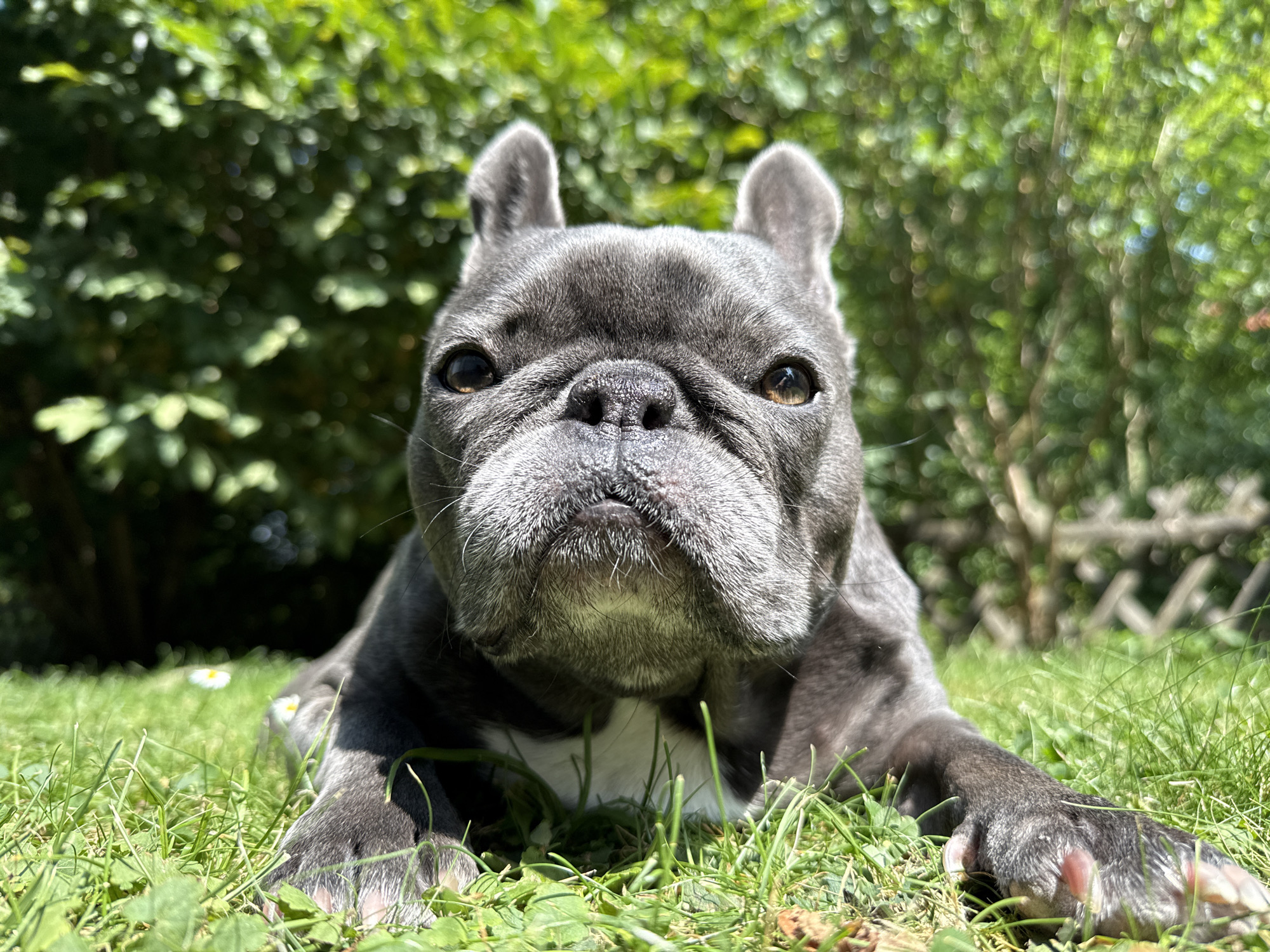 A close-up, low-angle outdoor shot shows a grey French bulldog lying on green grass. The dog's head fills most of the frame, with its dark eyes looking directly at the camera. Its ears are perked up, and its snout is prominent. The background is a blur of green foliage, suggesting a garden or park setting. There are a few white flowers visible in the grass. The lighting is bright and sunny, casting shadows. The dog appears relaxed and alert. The image was taken in a garden or park in Bad Sachsa, Germany.