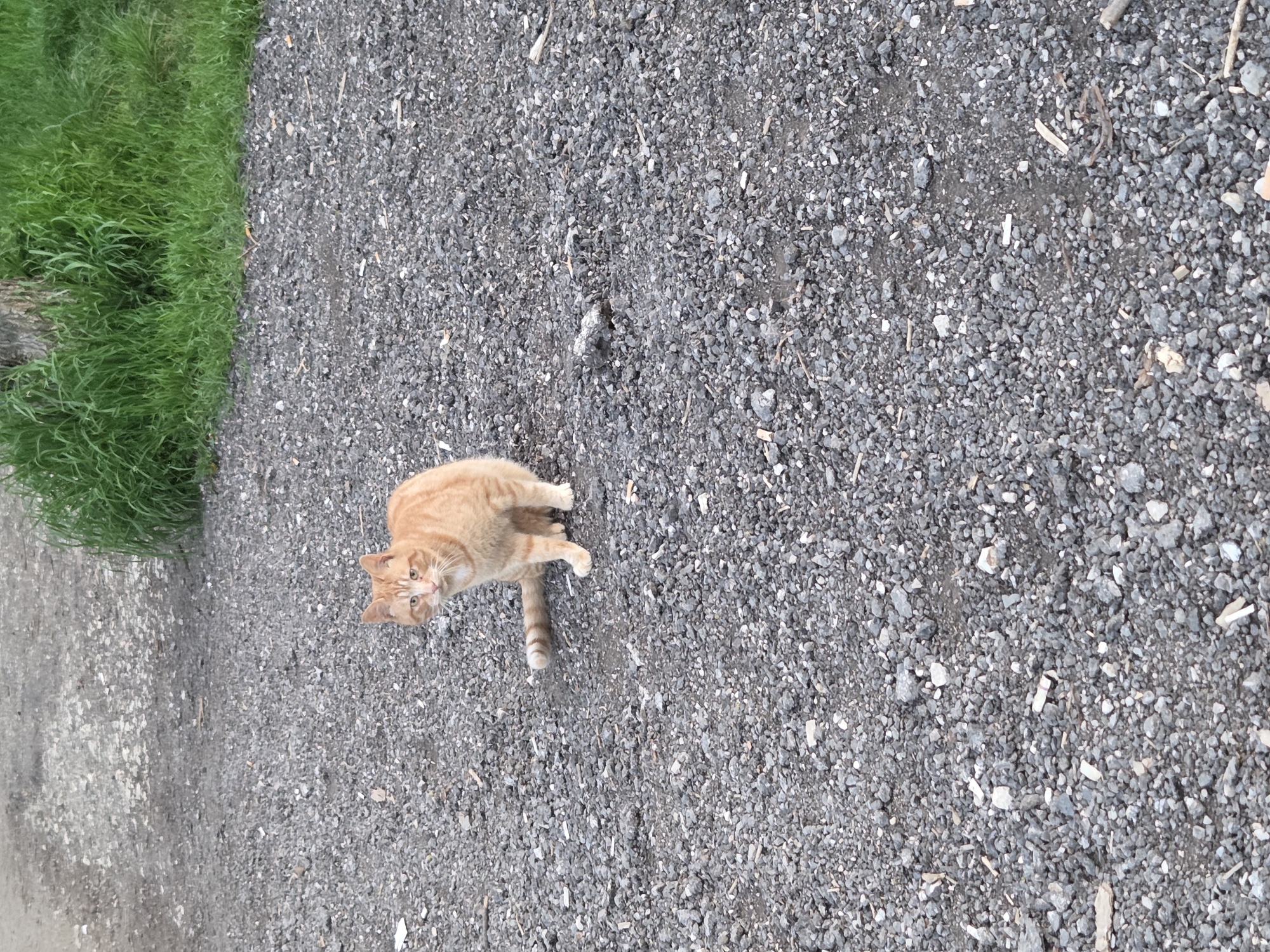 An orange tabby cat stands on a gray gravel surface. The cat is facing the camera, positioned towards the left side of the frame. To the left of the gravel is a patch of green grass. The location is unknown.