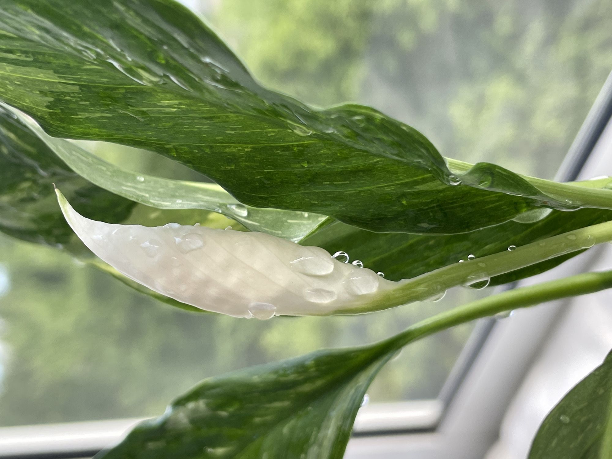 The image presents a close-up view of a Spathiphyllum plant, commonly known as a Peace Lily, situated indoors on a windowsill in the city of Chaikovsky, Russia. The primary subject is a developing white spathe, a modified leaf resembling a flower petal, which is visibly covered with numerous translucent water droplets. The spathe exhibits a creamy white color with subtle pale green tones. Adjacent to the spathe are several large, ovate leaves, characterized by a dark green base color interwoven with lighter green variegated patterns, also bearing water droplets. The plant's stems are green and appear sturdy. In the background, outside the window, a blurred expanse of green foliage is visible, indicating an outdoor environment with trees or bushes. A segment of a white window frame is observable in the lower-left and central portions of the image, confirming the indoor placement. The lighting suggests a daytime setting. No individuals are present in the frame.