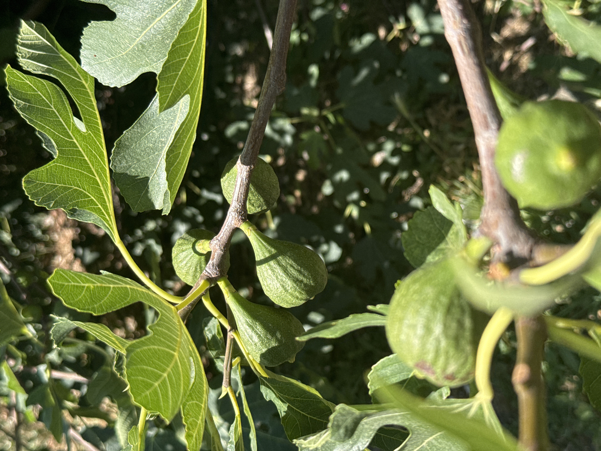 The image shows a close-up view of a fig tree branch with several green figs. The figs are unripe, with a ribbed texture and a pear-like shape. Large, green fig leaves with distinct lobed shapes are visible, some in sharp focus and others blurred. The branch is brown and woody, with smaller green stems and yellow-green petioles supporting the figs and leaves. The background consists of out-of-focus green foliage and dappled sunlight, suggesting an outdoor setting in a garden or natural environment. The presence of ripening fruit and leaves indicates a temperate climate and the growing season. The image does not contain any information about the city of Trap, Montenegro, or any people or specific actions.