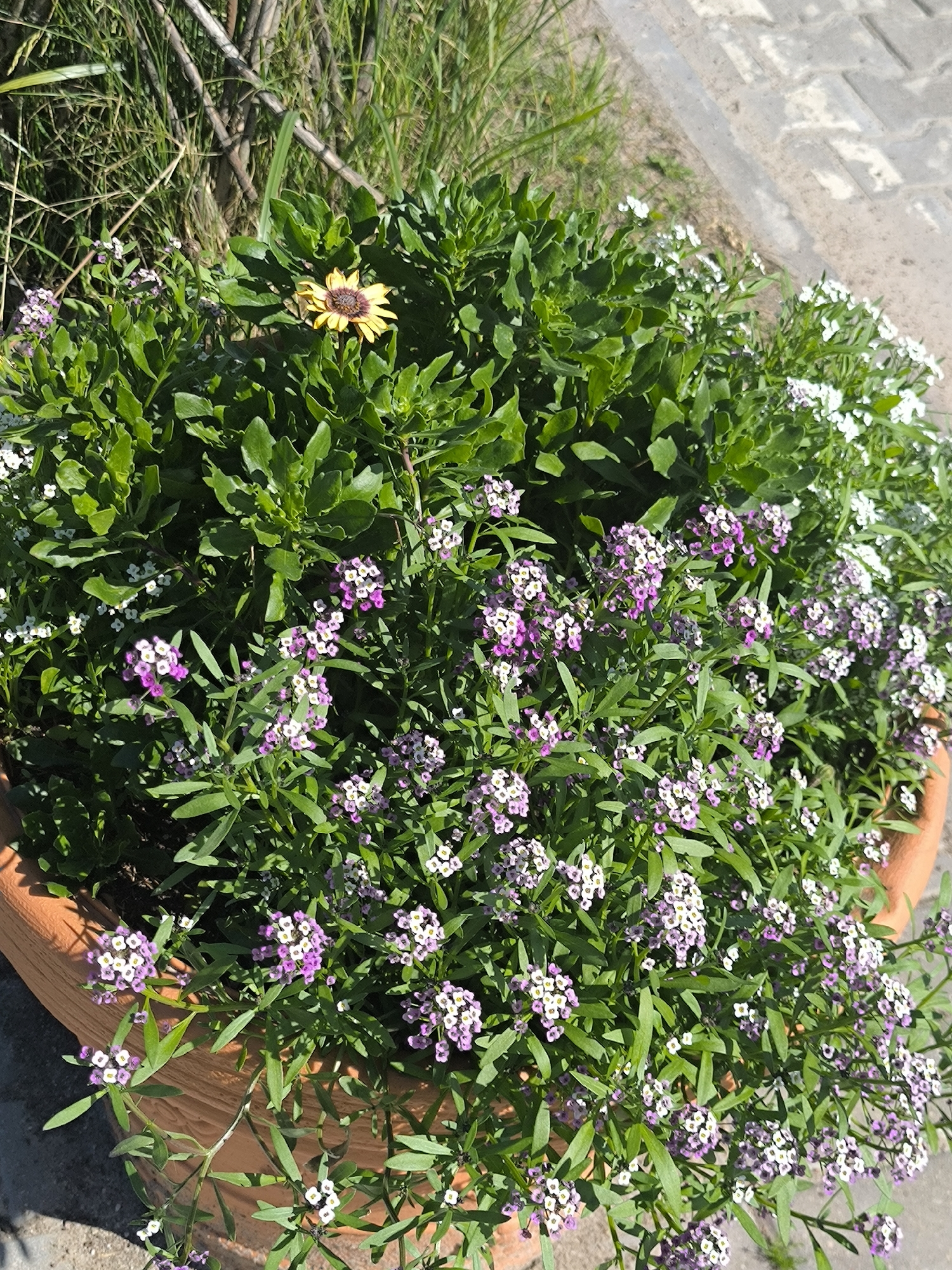 In an outdoor setting within the city of Laskino, Russia, a terracotta pot overflows with dense green foliage and clusters of small, delicate flowers. The flowers exhibit a gradient of colors, transitioning from white to shades of lavender and pink. A single larger yellow flower with a dark brown center stands out amidst the greenery. The pot rests on a paved surface composed of interlocking light gray and beige bricks. In the background, dry reeds and tall green grass are visible, creating a natural backdrop. The scene is illuminated by natural sunlight.