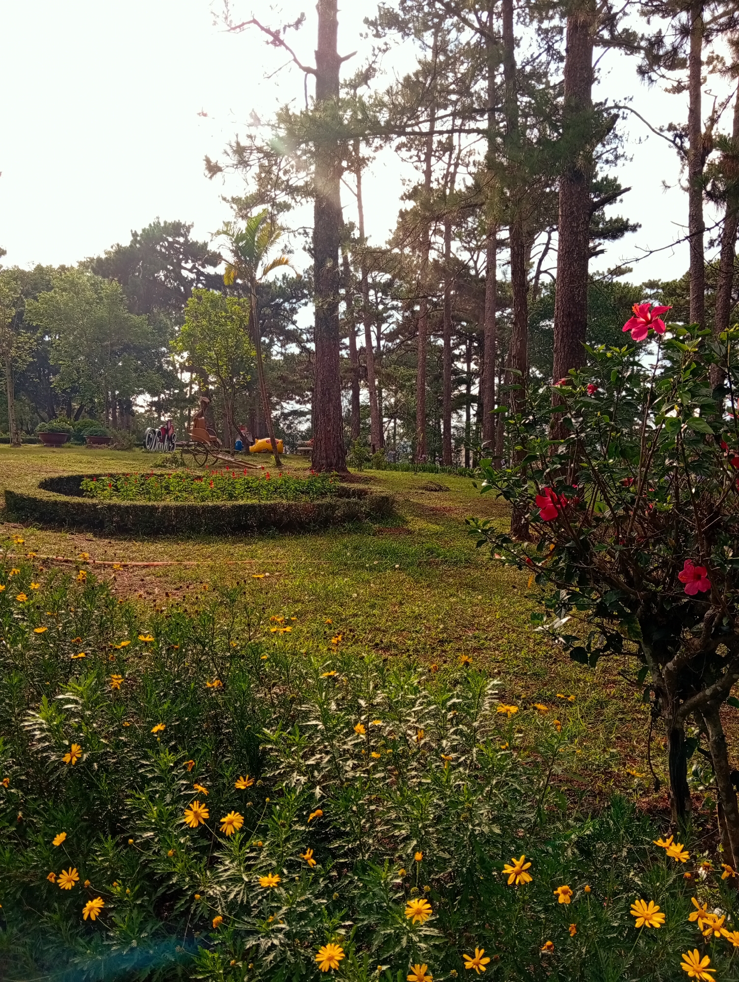 This outdoor shot depicts a sunny park in Da Lat, Vietnam. Tall pine trees line the background, casting shadows across a grassy field. In the foreground, a dense patch of yellow flowers thrives. To the right, a hibiscus bush blooms with bright red flowers. Further into the scene, a terraced flower bed is visible, and in the distance, blurred figures and stationary objects, including what appears to be a bicycle, are present. The light suggests it is either morning or late afternoon.