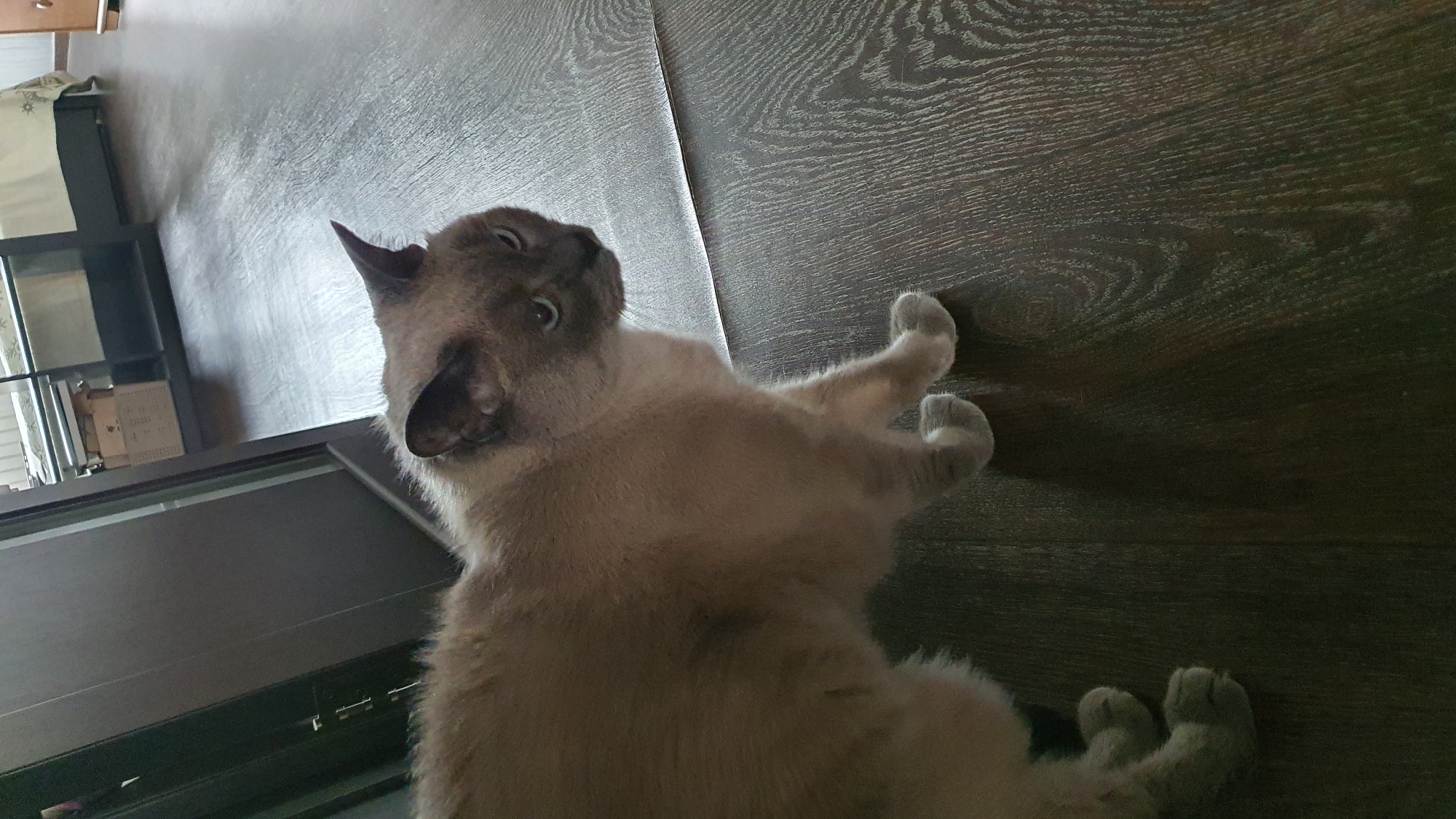 A light-colored Siamese cat with dark points on its ears and face is lying on its back on a dark wood-grain floor. The cat is looking up and to the left, with its eyes wide open and its mouth slightly ajar, giving it a surprised or playful expression. Its paws are raised in the air. The background consists of the floor and a dark surface, possibly a piece of furniture or a doorway, on the left side of the image. The lighting appears to be indoor. No text is visible in the image. The scene is likely indoors, possibly in a home in Krasnoyarsk, Russia.