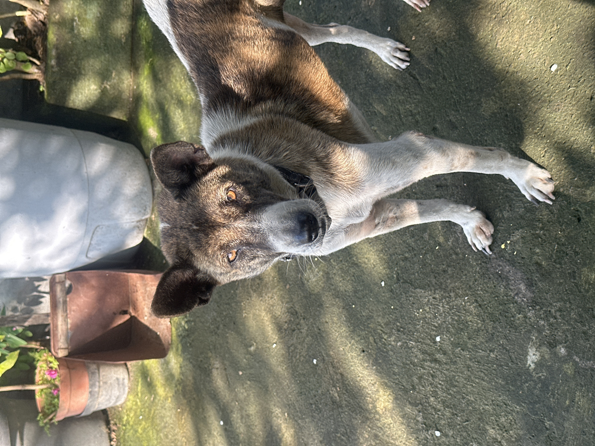 The image depicts a medium-sized dog lying on a concrete surface. The dog has short, brindle-colored fur with white patches on its chest and paws. It is wearing a black collar. The dog is looking directly at the camera with its amber eyes. The background includes a white plastic container, a rusty metal object, and a potted plant with pink flowers. The scene is lit by dappled sunlight. The location is identified as North Kuta, Indonesia.