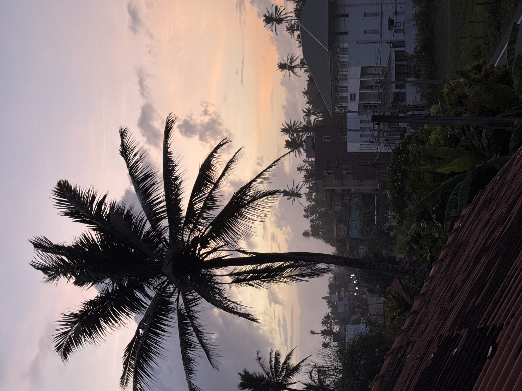 The image depicts a twilight scene in Goviyapana, Sri Lanka, with a silhouette of a palm tree dominating the foreground. The sky is a gradient of soft pinks and purples, with scattered clouds. In the mid-ground, there are buildings with white facades and dark roofs, characteristic of a tropical coastal town. Numerous other palm trees are visible, creating a dense, green canopy that stretches towards the horizon. The overall impression is one of a serene evening in a tropical environment.