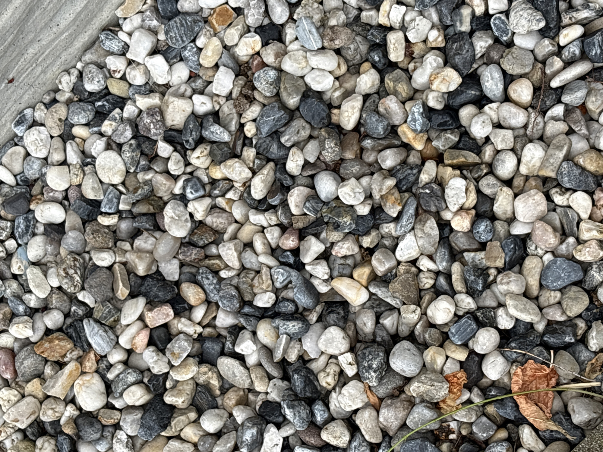 The image is a close-up, top-down view of a pile of small, smooth, rounded pebbles. The pebbles vary in color, with prominent shades of gray, white, black, and tan. Some pebbles have distinctive striations or patterns. The pebbles are densely packed together, forming an uneven surface. In the lower left corner, a few blades of green grass and a dry, orange leaf are visible, poking through the pebbles. A concrete surface is visible along the top right edge of the image. There are no people or animals present.