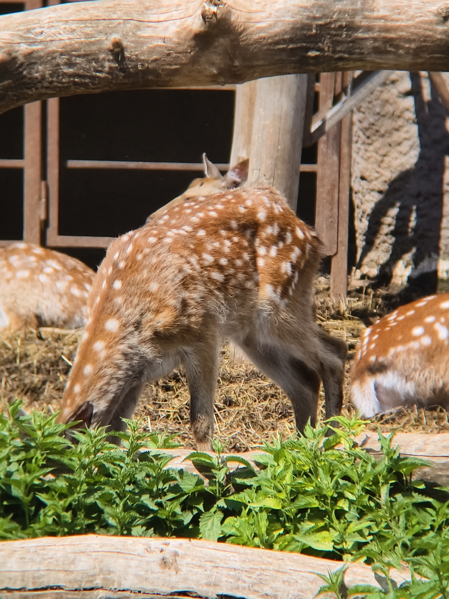 The image captures a scene with multiple spotted deer, likely fawns or young sika deer, within an outdoor enclosure bathed in bright sunlight.
In the foreground, vibrant green plants, possibly nettles, grow prominently, with a thick, out-of-focus wooden log running horizontally at the very bottom. The main subject is a deer positioned centrally, with distinctive white spots against its light brown fur. It is bending its head down to graze on the green plants. Its body is mostly visible, from its neck to its hindquarters. To the left and slightly behind the main deer, another deer is partially visible, also in the enclosure, facing away. To the right, only the spotted hindquarters of a third deer are seen. The ground beneath the deer is covered with dry hay or straw.
The background reveals elements of an enclosure, including wooden fence posts and horizontal bars. A large wooden beam or log runs across the upper part of the frame, suggesting part of the structural design of the enclosure. To the far right, a textured wall, possibly stone or concrete, shows strong, angular shadows, indicating direct sunlight from the left. The overall lighting is clear and bright, characteristic of a sunny day, likely morning or afternoon.
The scene takes place in what appears to be a zoo, wildlife park, or a similar managed environment, given the presence of fences and the visible enclosure structures. There are no people visible, and no text can be discerned in the image.