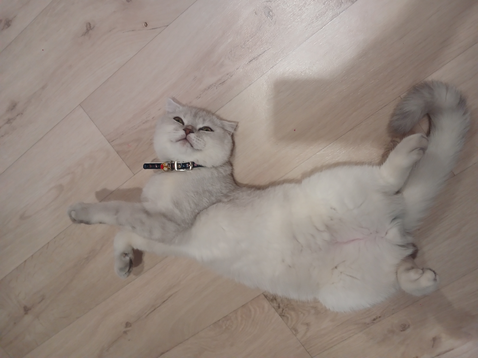 A white and light grey cat wearing a collar is lying on its back on a light-colored wooden floor. The cat is positioned diagonally in the frame, with its head towards the left and its tail curled upwards to the right. The cat's paws are outstretched. The collar is dark with multiple colorful ornaments. The background consists solely of the wooden floor, with no other objects or features visible.
The location of Noviy, Russia is not identifiable in the image.