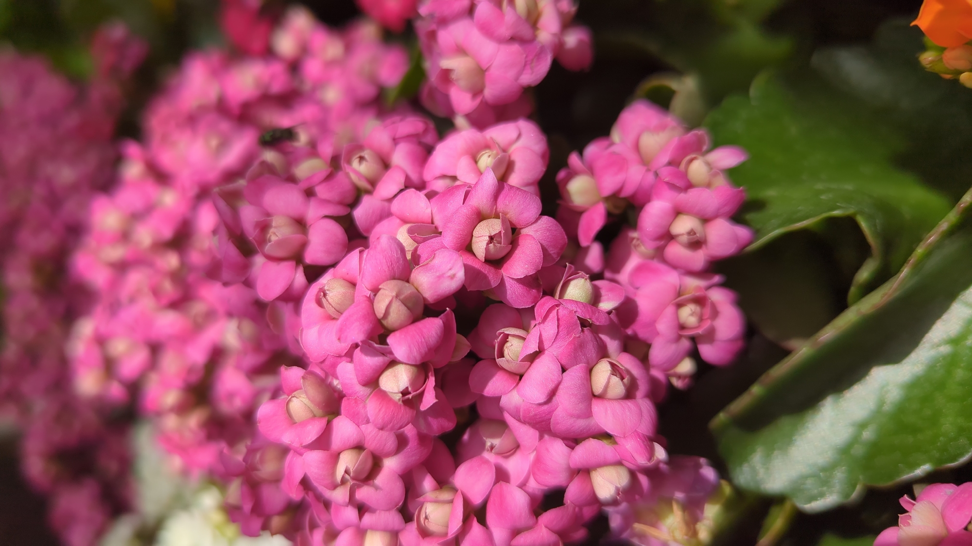 A close-up, vertical shot focuses on a cluster of vibrant pink Kalanchoe flowers. The flowers, with their delicate, tightly-packed petals and lighter centers, fill the majority of the frame. Some of the buds are still closed, while others are partially open, revealing their inner structures. In the foreground, large, glossy green leaves with slightly serrated edges provide a contrasting backdrop to the bright blooms. The lighting suggests it is daytime, with sunlight casting soft shadows and highlighting the textures of the petals and leaves. There is no discernible indication of a specific location within the city of Laval, Canada.