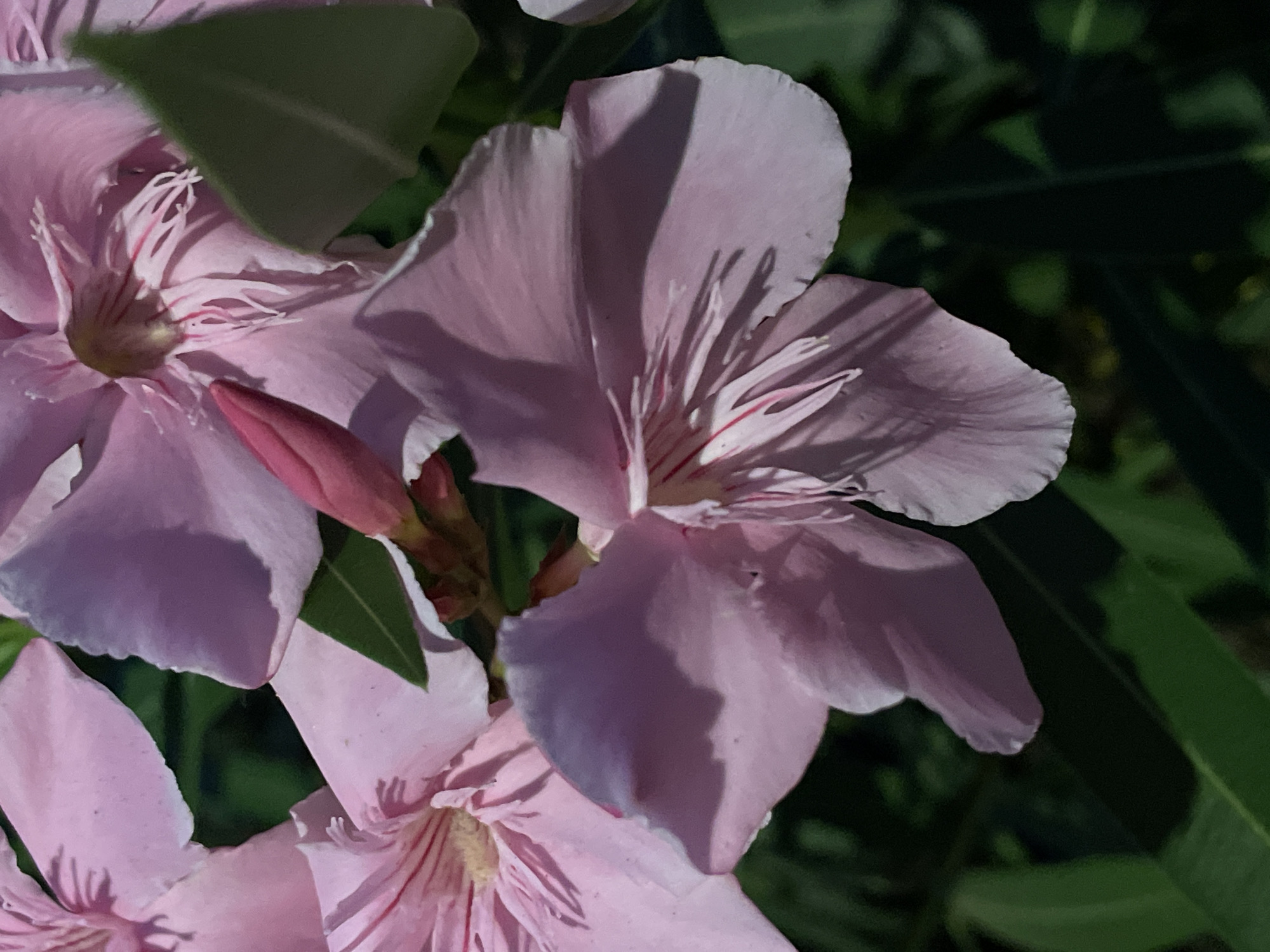 The image is a close-up, eye-level shot of several light pink Oleander flowers. The flowers have delicate, wavy-edged petals and prominent stamens with red streaks. A pink bud is visible on the left side of the frame. The background consists of dark green foliage, suggesting an outdoor setting, likely a garden or natural area. The lighting creates soft shadows on the petals, highlighting their texture. The scene is tranquil and natural. The flowers are identified as Oleander (Nerium oleander), a common plant in the Mediterranean region, including La Línea De La Concepción, Spain.