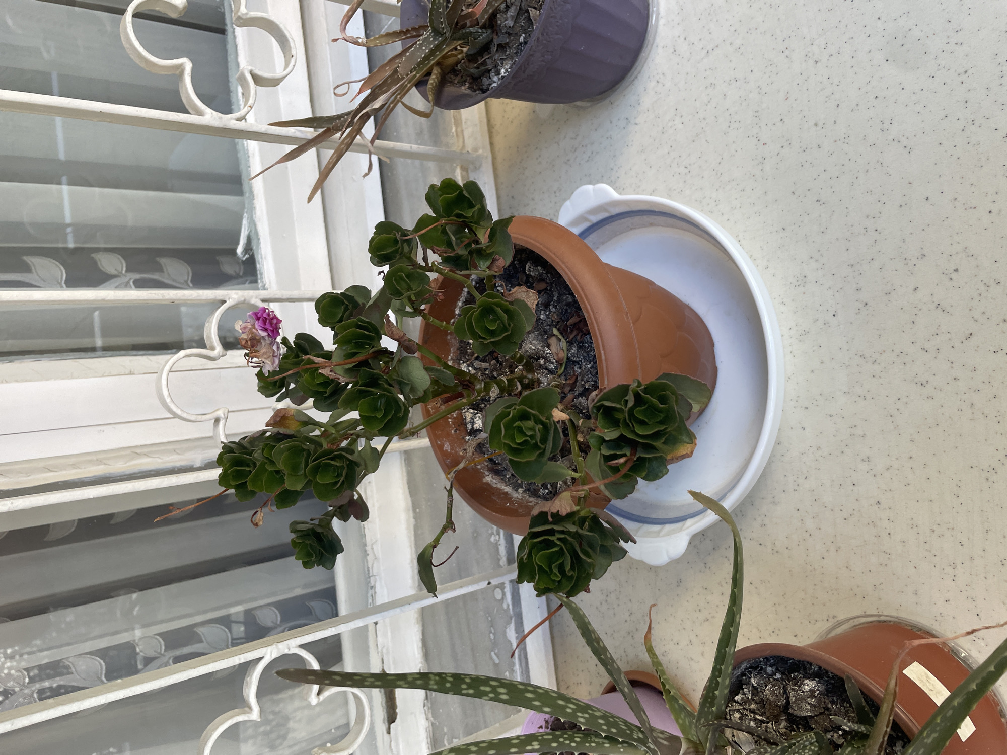 The image displays a close-up view of potted plants on a windowsill. In the foreground, a brown terracotta pot holds a succulent with dark green, layered leaves and a single, wilting pink flower. The pot is placed on a white saucer with blue trim. To the left, another potted succulent, possibly an aloe vera, with green, spotted leaves is visible. To the right, a purple pot contains a succulent with reddish-brown, spiky leaves. The plants are arranged on a white speckled surface, and a white decorative metal grate is positioned behind them, in front of a window covered by a sheer white curtain. The scene appears to be indoors, by a window. There is no indication of the city of Kadıköy, Turkey in the image or its metadata.