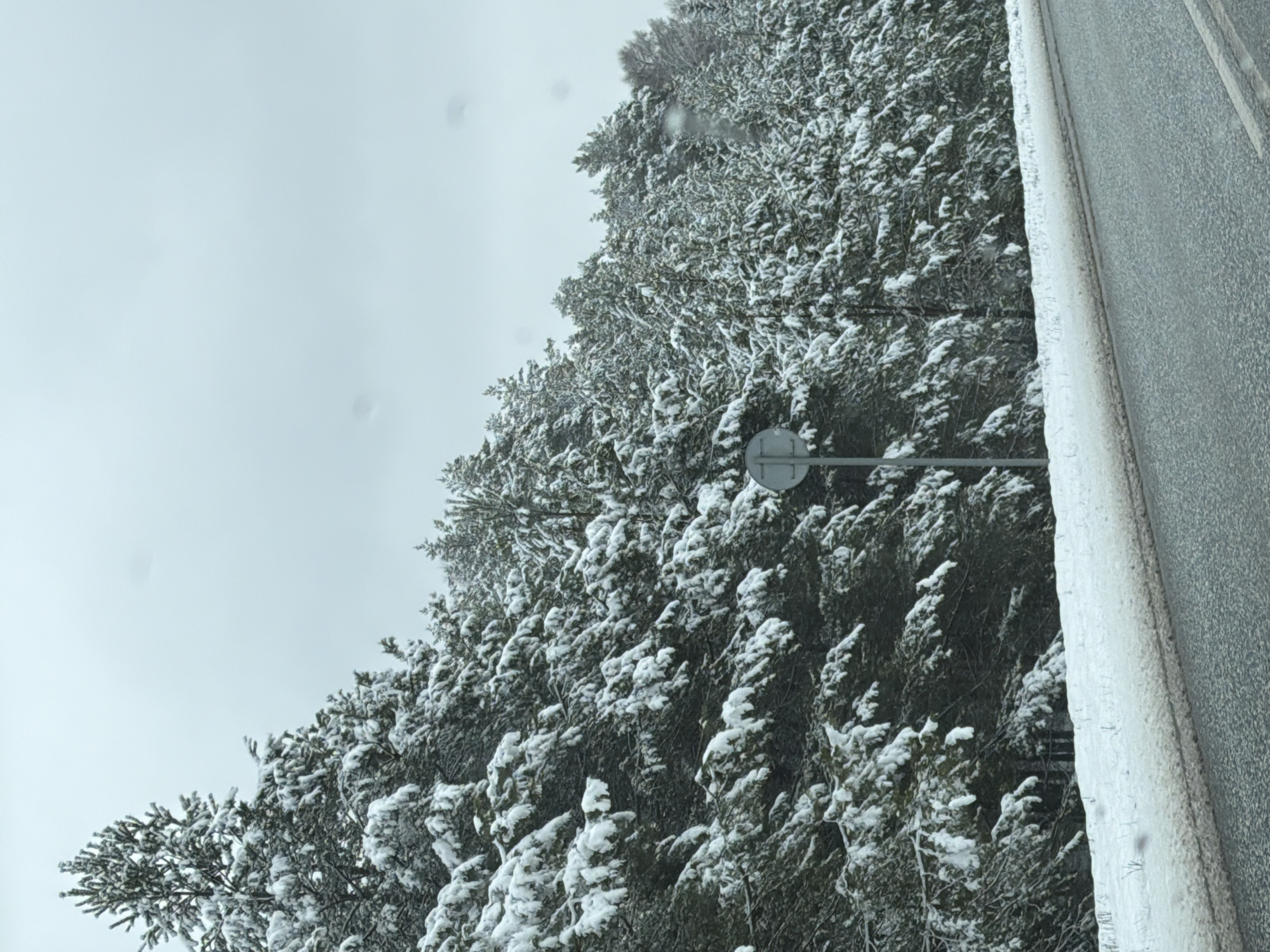 The image shows a view of a snow-covered forest next to a road. The sky is overcast. A road sign is visible amidst the trees. The location is unknown.