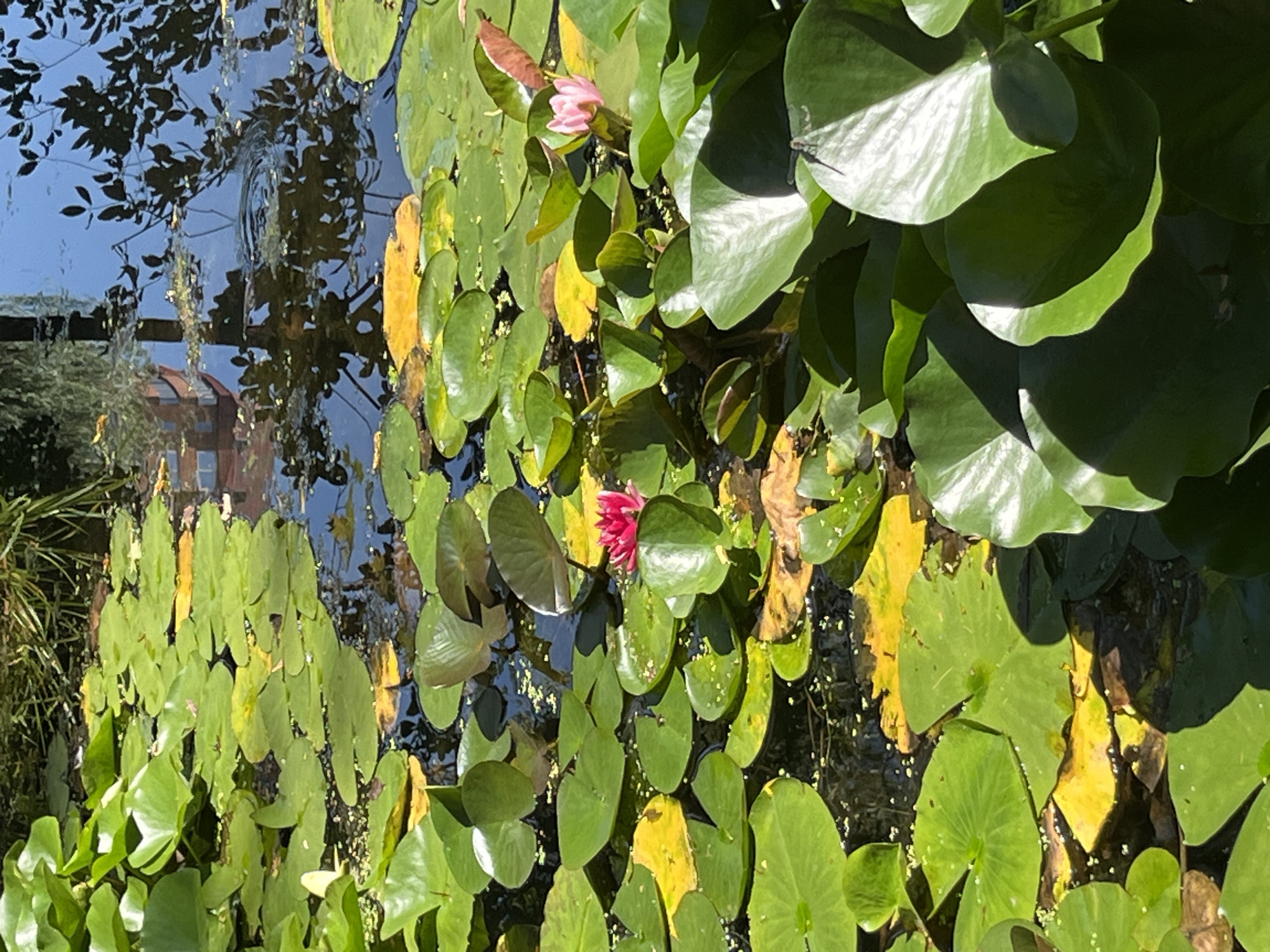 A pond filled with lush green lily pads and a few yellowed leaves is shown from a slightly elevated perspective. Two water lilies are visible: one bright pink and another pale pink. The water reflects the surrounding trees and a building with a red brick facade. A dragonfly is perched on a large, dark green lily pad in the foreground. The scene appears to be a tranquil natural setting within a city, possibly a park or botanical garden. The image does not provide specific clues to pinpoint its location within Moscow, Russia.
