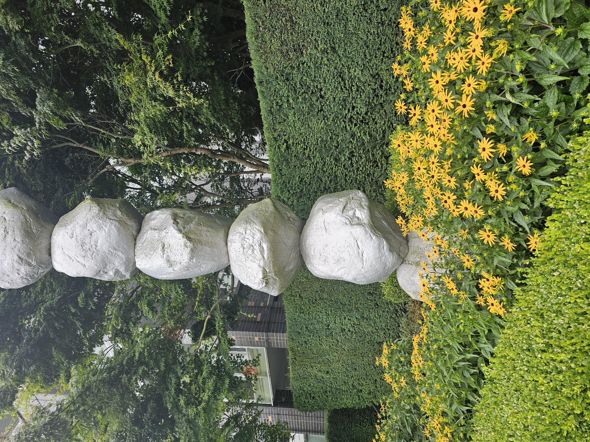 The image depicts a large, abstract sculpture made of stacked, silver-painted boulders in a garden setting. The sculpture is tall and prominent, with the boulders varying in size and shape. In front of the sculpture is a vibrant bed of yellow flowers, likely Black-eyed Susans, with dark centers and bright yellow petals. Behind the flowers, a neatly trimmed green hedge forms a solid backdrop. Beyond the hedge, trees with lush green foliage are visible, and in the upper left portion of the image, a modern building with a dark brick facade and windows can be seen. The scene appears to be an outdoor public space, possibly a park or a garden associated with a building, located in Vancouver, Canada. There are no people or animals present in the image.