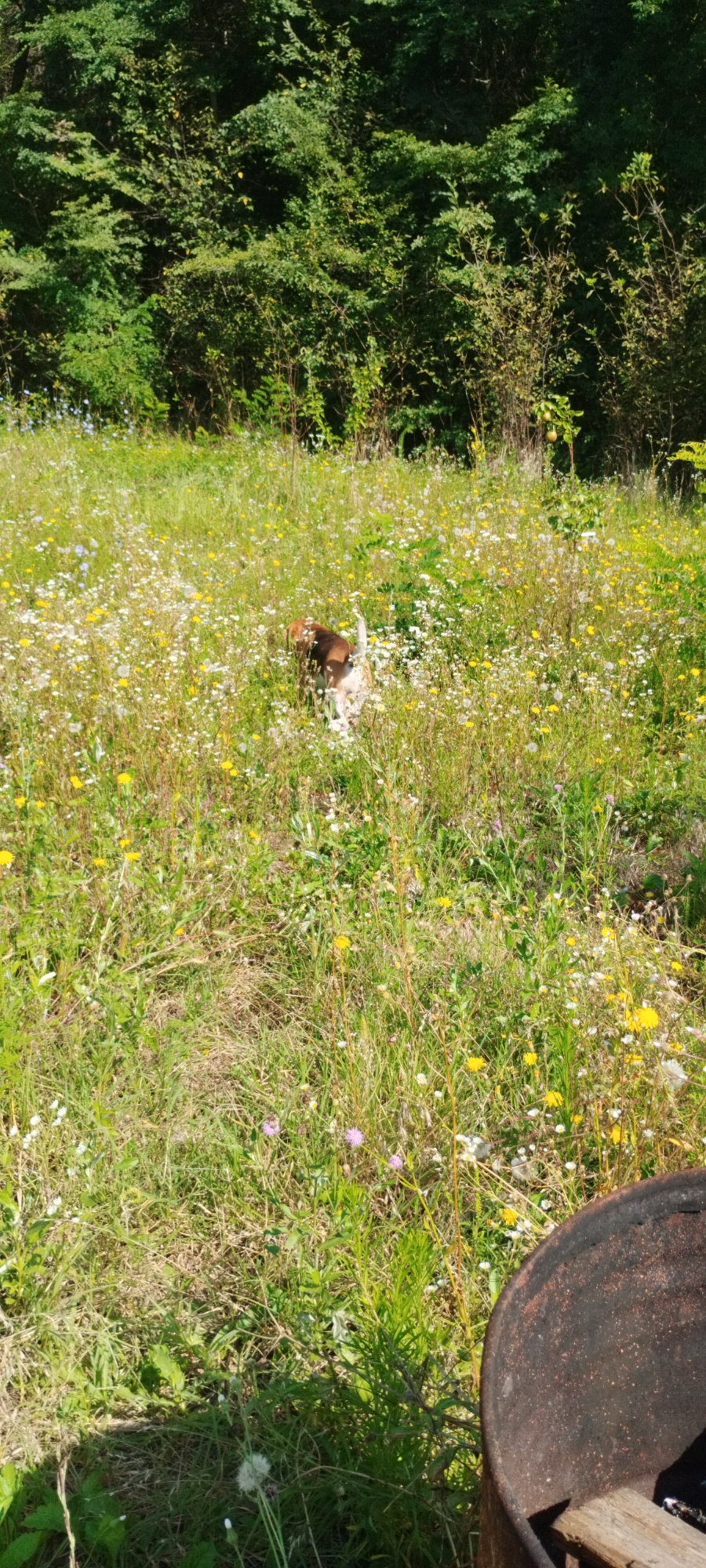 A brown and white dog is partially visible in a field of tall grass and wildflowers. The dog is facing away from the camera, with its tail raised. The field is dense with various wildflowers, including white daisies and yellow dandelions. In the background, a dense line of trees forms a natural border. In the foreground, the edge of a dark, rusted metal barrel is visible, suggesting an outdoor setting that might be a backyard or a rural area. The lighting indicates it is daytime, with sunlight dappling through the foliage. The image is taken in Yaroslavskaya, Russia.