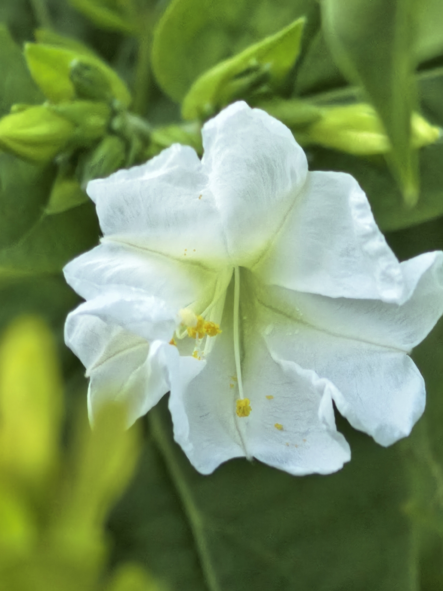 A close-up shot of a white flower with yellow stamens. The flower has delicate, ruffled petals and is set against a blurred background of green leaves and buds. There is a hint of yellow foliage in the lower left corner of the image. The lighting is soft and natural, highlighting the texture and details of the flower. The image is taken in a natural outdoor setting, possibly a garden. The specific location within the city of Unknown, Unknown, is not discernible from the image.