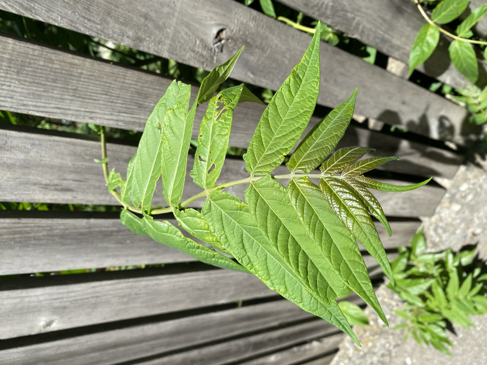 A close-up shot focuses on a cluster of vibrant green leaves belonging to a young plant, likely a sapling, positioned in front of a weathered wooden fence. The leaves are compound, with several leaflets emerging from a central stem, exhibiting a glossy sheen and serrated edges. Some of the leaves show signs of minor damage, with small holes and ragged edges, indicating possible insect activity or environmental stress. The fence, composed of vertical wooden planks with a grayish-brown hue, provides a textured backdrop. Gaps between the planks reveal glimpses of green foliage in the background, suggesting an outdoor setting with vegetation. The ground in the foreground is a light gray concrete or stone surface, with some smaller green plants growing at its base. The lighting suggests a bright, sunny day, casting subtle shadows and highlighting the textures of the leaves and fence. The image captures a natural scene, likely within a residential or public outdoor area in Mtskheta, Georgia, where such fences and vegetation are common. No people are visible in the frame.