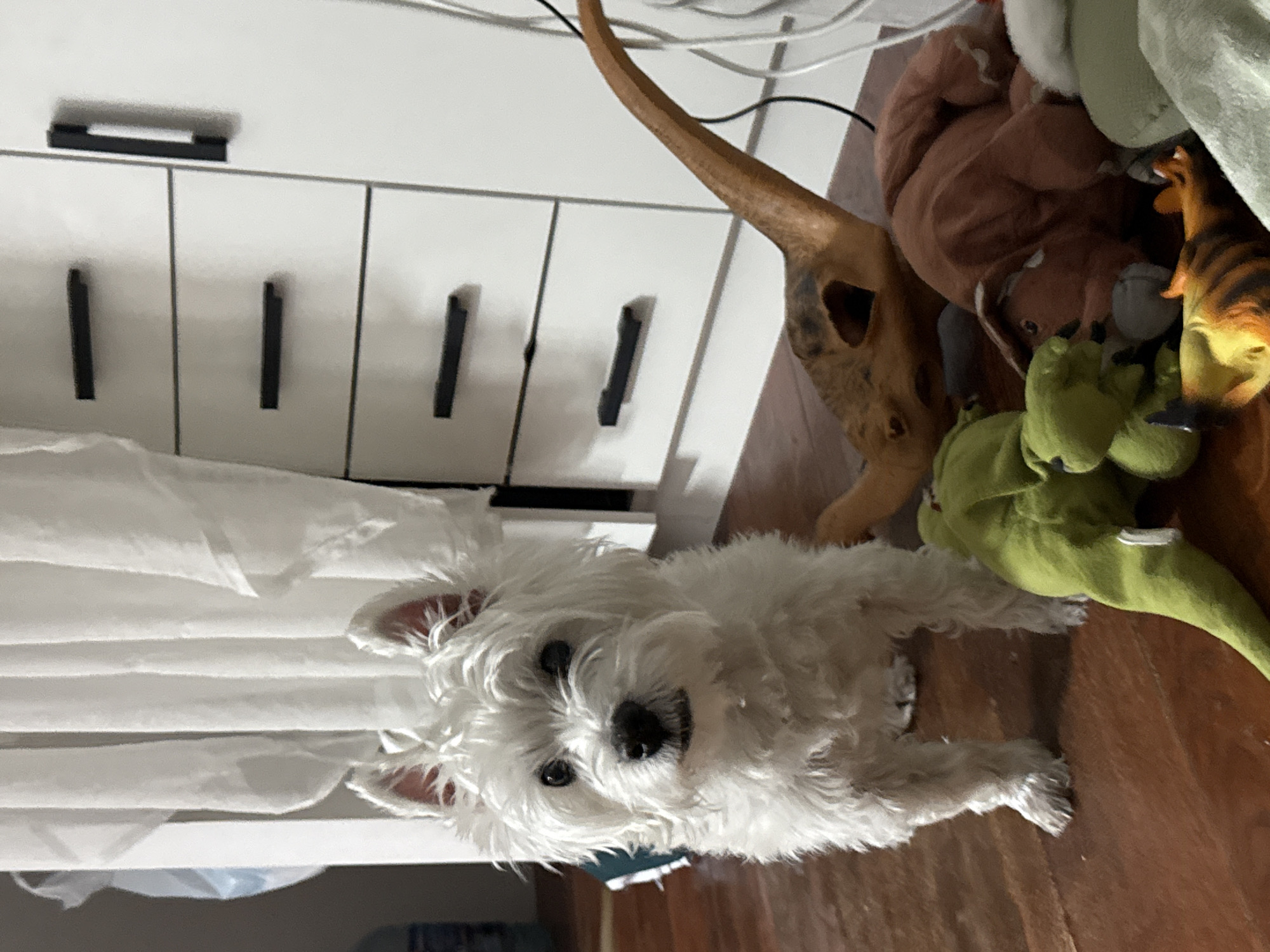 The scene, purportedly located in the city of Vniissok, Russia, depicts an indoor domestic environment. A small, white, fluffy dog, consistent with a West Highland White Terrier, stands centrally, facing directly towards the viewer with an alert posture. Its ears are upright, revealing pink inner tissue, and it has dark eyes and a black nose. The dog's fur appears shaggy.
To the right and rear of the dog, a white furniture unit is visible, comprising at least three drawers, each equipped with a horizontal black handle. Adjacent to this, a white cabinet section features a vertical black handle. White, translucent curtains are partially visible in the upper left background, with a faint blue object discernible behind them.
The floor is constructed of brown wooden planks. Various dog toys are scattered on the floor in the foreground and to the dog's right. These include a prominent bright green plush toy, a brown plush toy, and a long-necked, light brown object resembling a dinosaur, made of what appears to be wood or hard plastic, featuring a hollowed section near its base. Another orange and black striped toy is partially visible among the other items. Black and white electrical cables are visible on the floor and against the white furniture on the right side of the frame.