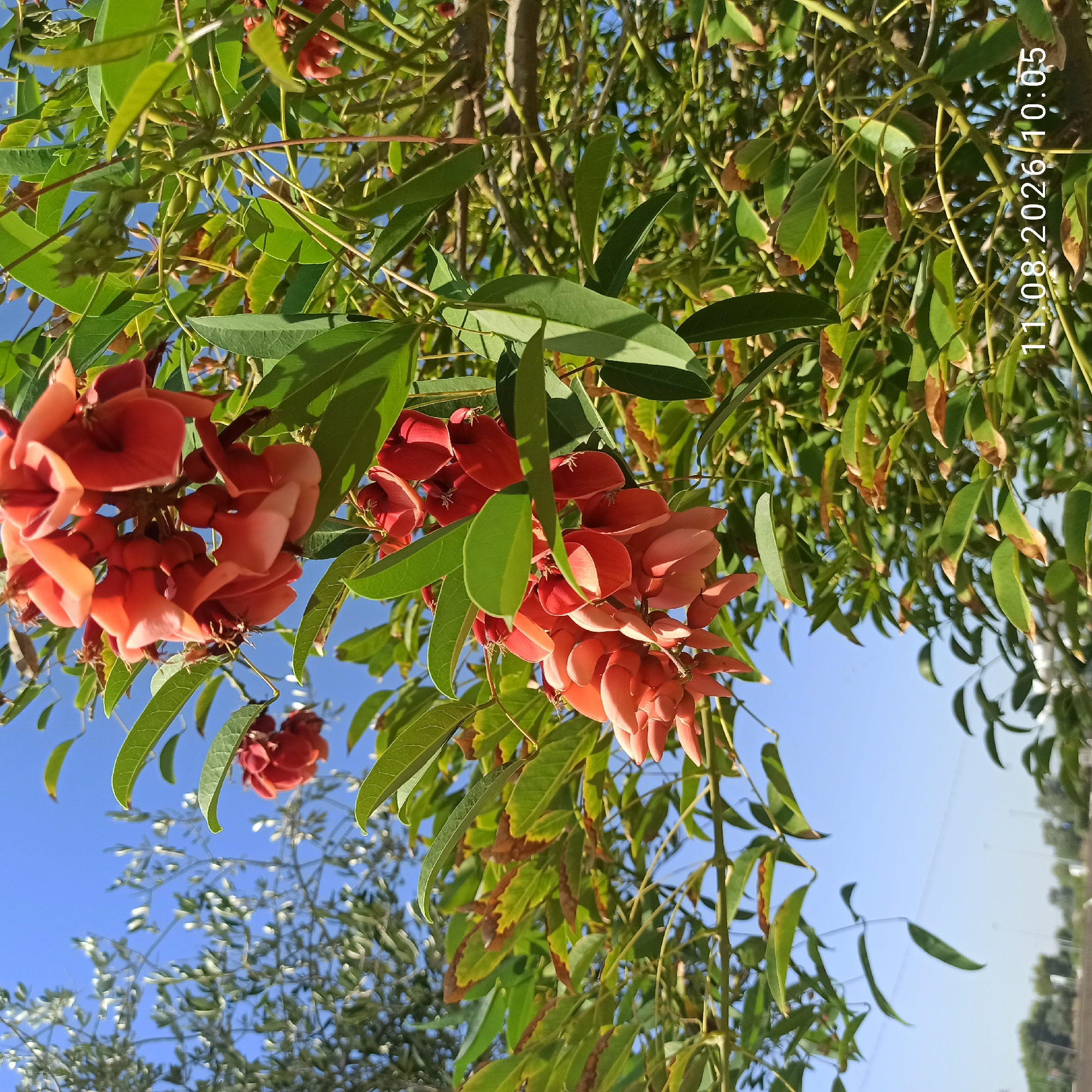 A close-up, high-angle shot captures a cluster of vibrant red coral flowers in Molfetta, Italy, against a clear blue sky. The flowers, with their intricate petal structures, are the primary subject, surrounded by lush green foliage. In the background, the blurred branches of an olive tree are visible on the left, and further in the distance, a hazy landscape with trees and poles suggests an urban or suburban environment. A date and time stamp, "11.08.2026 10:05", is superimposed on the bottom right of the image. There are no people or animals present in the scene.