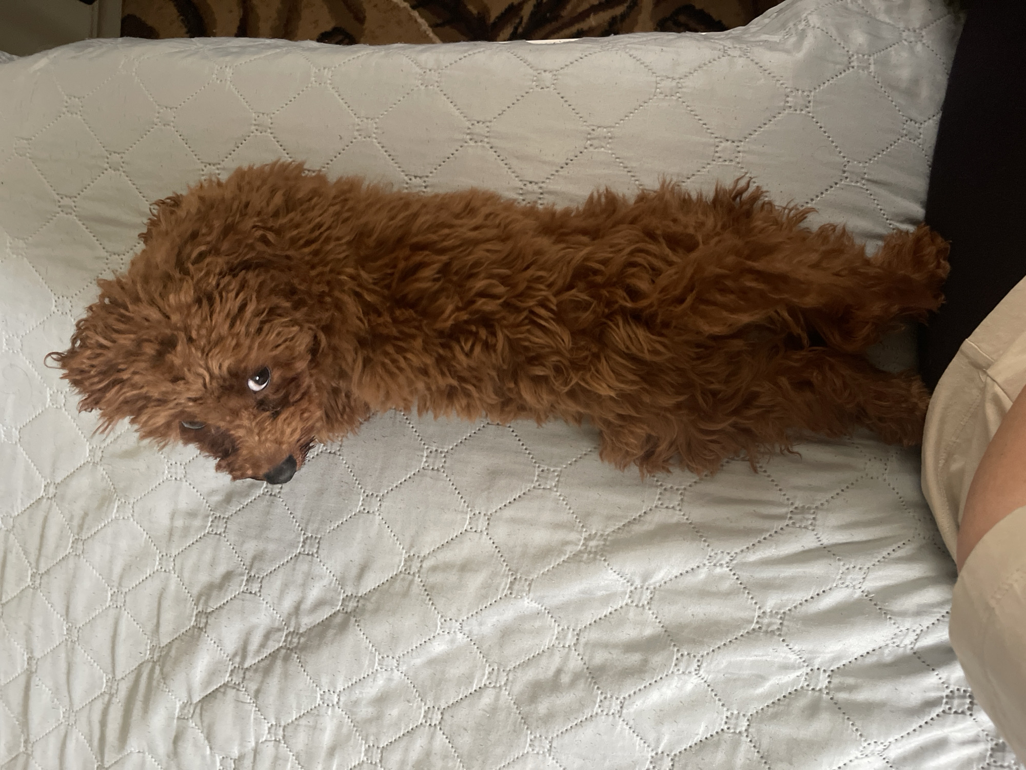 A long-bodied, brown poodle lies stretched out on a white, quilted bedspread. The dog's head is towards the top left of the frame, with its eyes visible. Part of a person's leg and khaki-colored garment is visible in the bottom right corner. The location is not discernible from the image and Sofia, Bulgaria cannot be determined.
