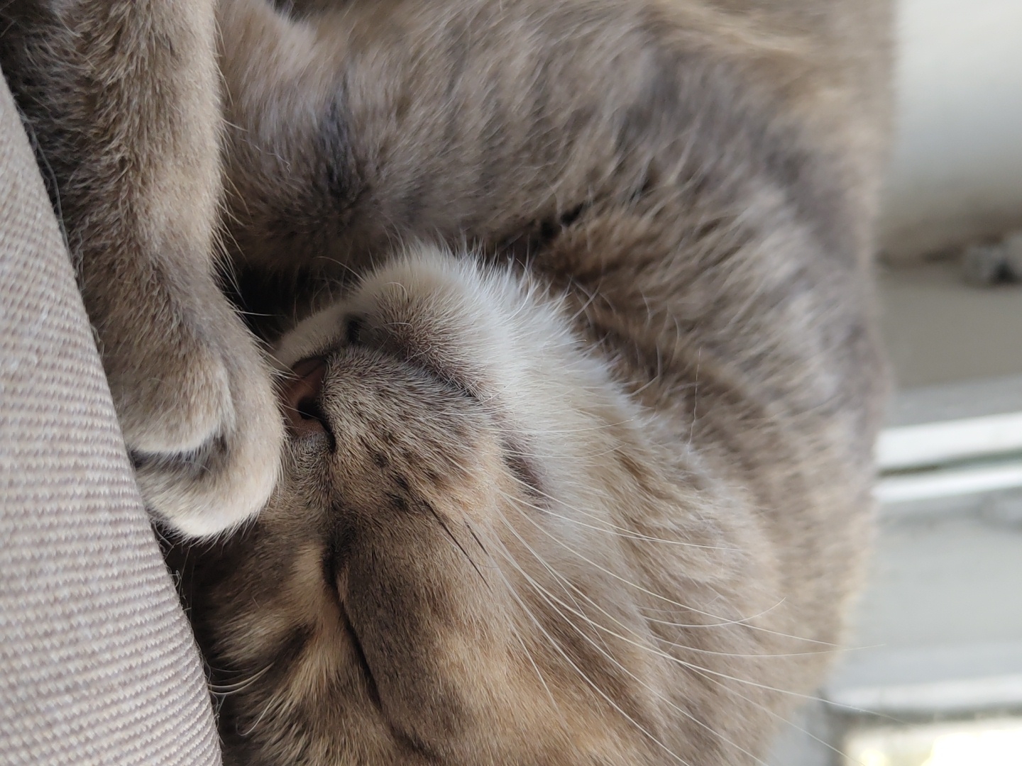 A close-up, vertical, outdoor shot shows a light brown and gray tabby cat sleeping curled up on a textured, light brown surface, possibly a couch or blanket. The cat's face is partially obscured by its paw, with its eyes closed and a pink nose visible. Long, white whiskers extend from its muzzle. The background is blurred, with hints of a window frame and possibly outdoor light suggesting a natural light source. The location is Unknown, Unknown.