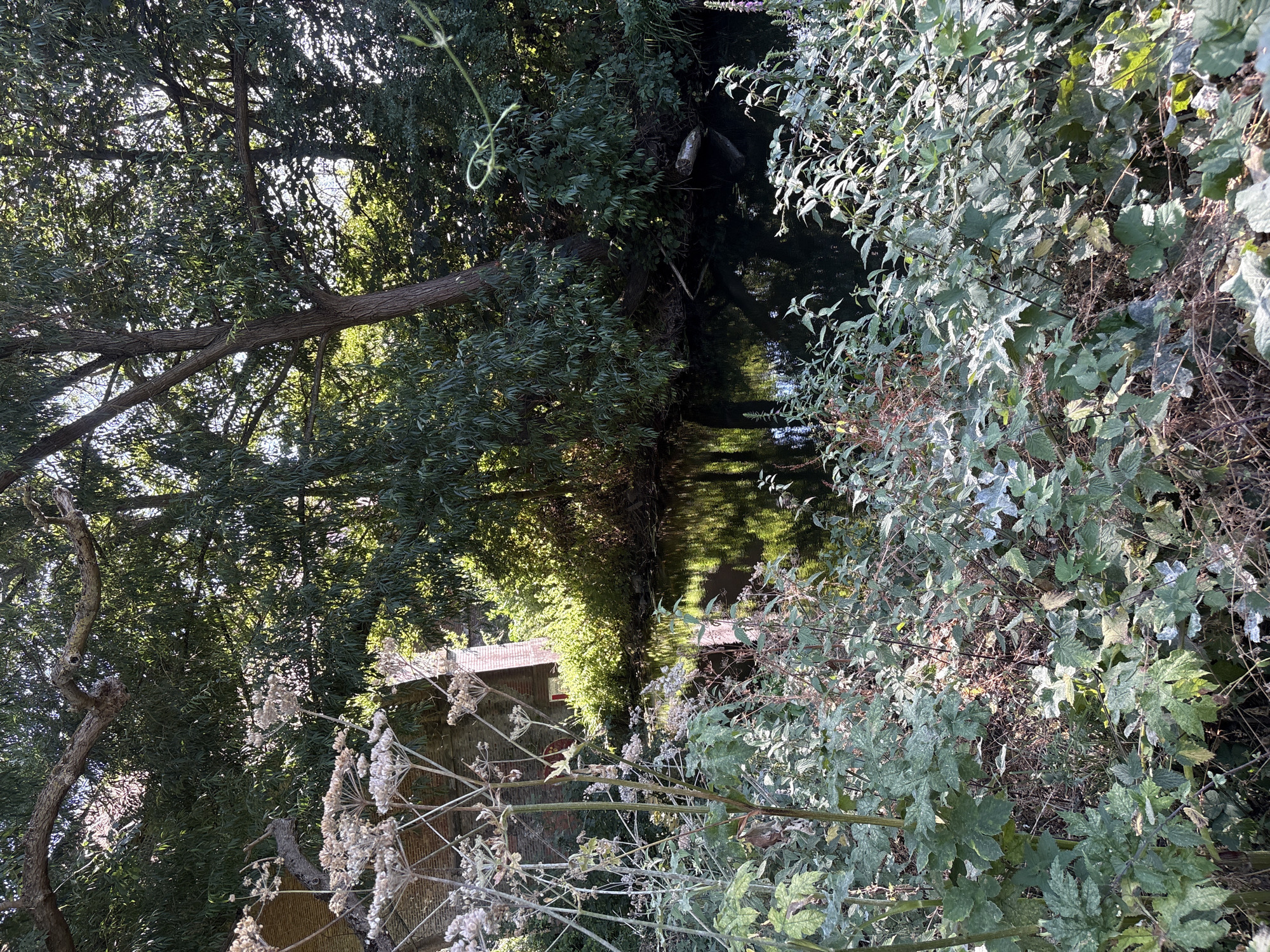 The image depicts a tranquil natural scene alongside a narrow waterway, likely a canal or river, in Chelmsford, United Kingdom. In the foreground, dense foliage and tall, dry seed heads of plants create a wild, overgrown texture. A brick structure, possibly part of a bridge or an old building, is visible through the vegetation on the left side of the frame. The water's surface is dark and reflective, mirroring the surrounding trees and foliage. The background is dominated by lush, green trees with dense canopies, suggesting a secluded and verdant environment. Sunlight filters through the leaves, creating dappled light patterns. There are no people or animals visible in the image. The overall impression is one of natural beauty and a quiet, somewhat wild, urban fringe.