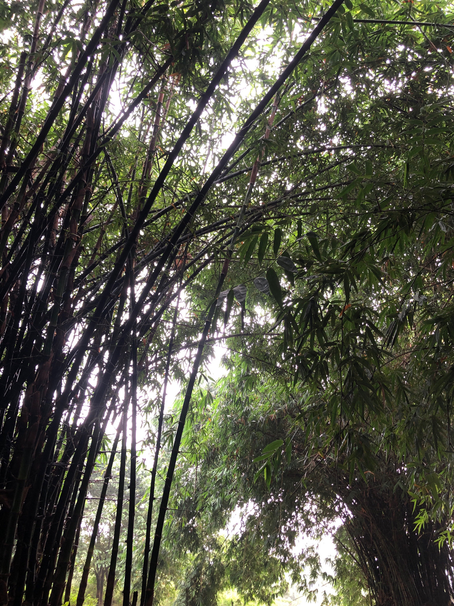 The image depicts a dense bamboo grove with tall, dark-colored stalks dominating the foreground. The bamboo canopy creates a tunnel-like effect, with sunlight filtering through the lush green leaves and branches from above. The lighting suggests an overcast day or early morning/late afternoon. The overall impression is one of natural beauty and seclusion, characteristic of a tranquil park or garden setting. This scene could be located in one of Birgunj, Nepal's numerous green spaces, such as the Narayani Riverfront or any of the city's parks, where bamboo is a common feature of the local flora. There are no people or animals visible in the image. The environment is purely botanical, focusing on the texture and form of the bamboo.