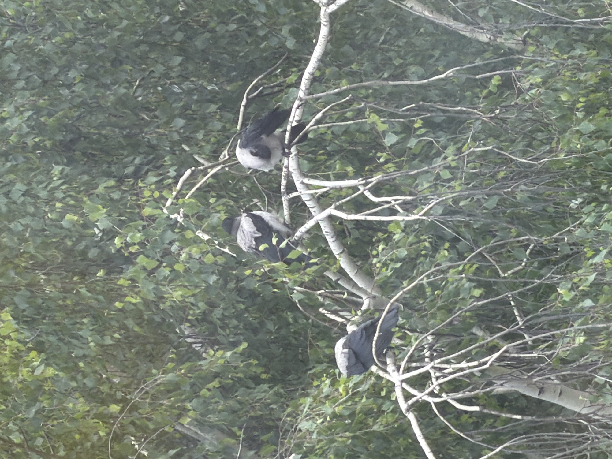 This image, captured in Chaikovsky, Russia, depicts three hooded crows (Corvus cornix) perched on the branches of a deciduous tree. The birds are distinctly bicolored, displaying grey bodies with contrasting black heads, wings, and tails.
The leftmost crow is partially visible, positioned on a lower branch and facing towards the right side of the frame, with some branches obscuring its upper back. A second crow occupies a central position towards the right, fully visible and oriented to its left. The third crow is located on the far right, partially obscured by the surrounding foliage, with its head turned to the right.
The crows are supported by prominent, pale-barked branches, from which numerous thinner, bare twigs extend downwards. The background is densely filled with green leaves, indicating a lush arboreal environment characteristic of spring or summer. The scene is illuminated by natural daylight, casting varying light levels across the foliage and highlighting the birds and branches. No human presence or artificial structures are visible.