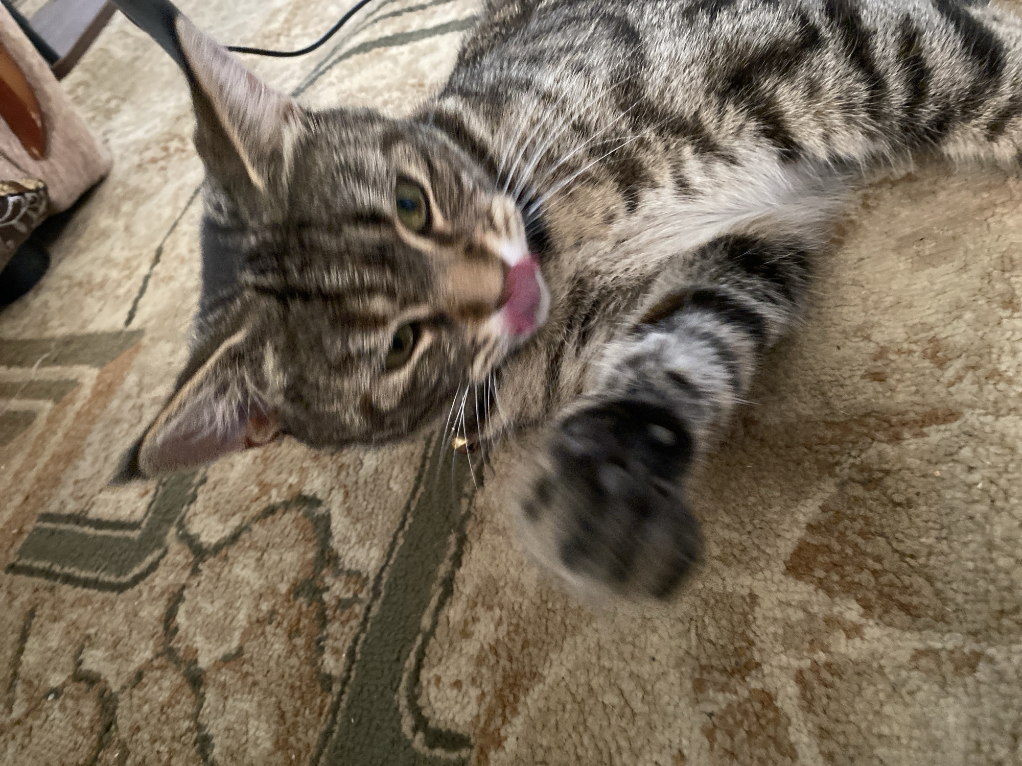 A tabby cat is lying on a carpeted floor. The cat is mostly gray and black with stripes. Its pink tongue is sticking out of its mouth, and its front paw is raised. The carpet has a brown and beige patterned design. The image is an indoor shot, likely in a residential setting. There is no information in the image to suggest the location is the city of Maykop, Russia.
