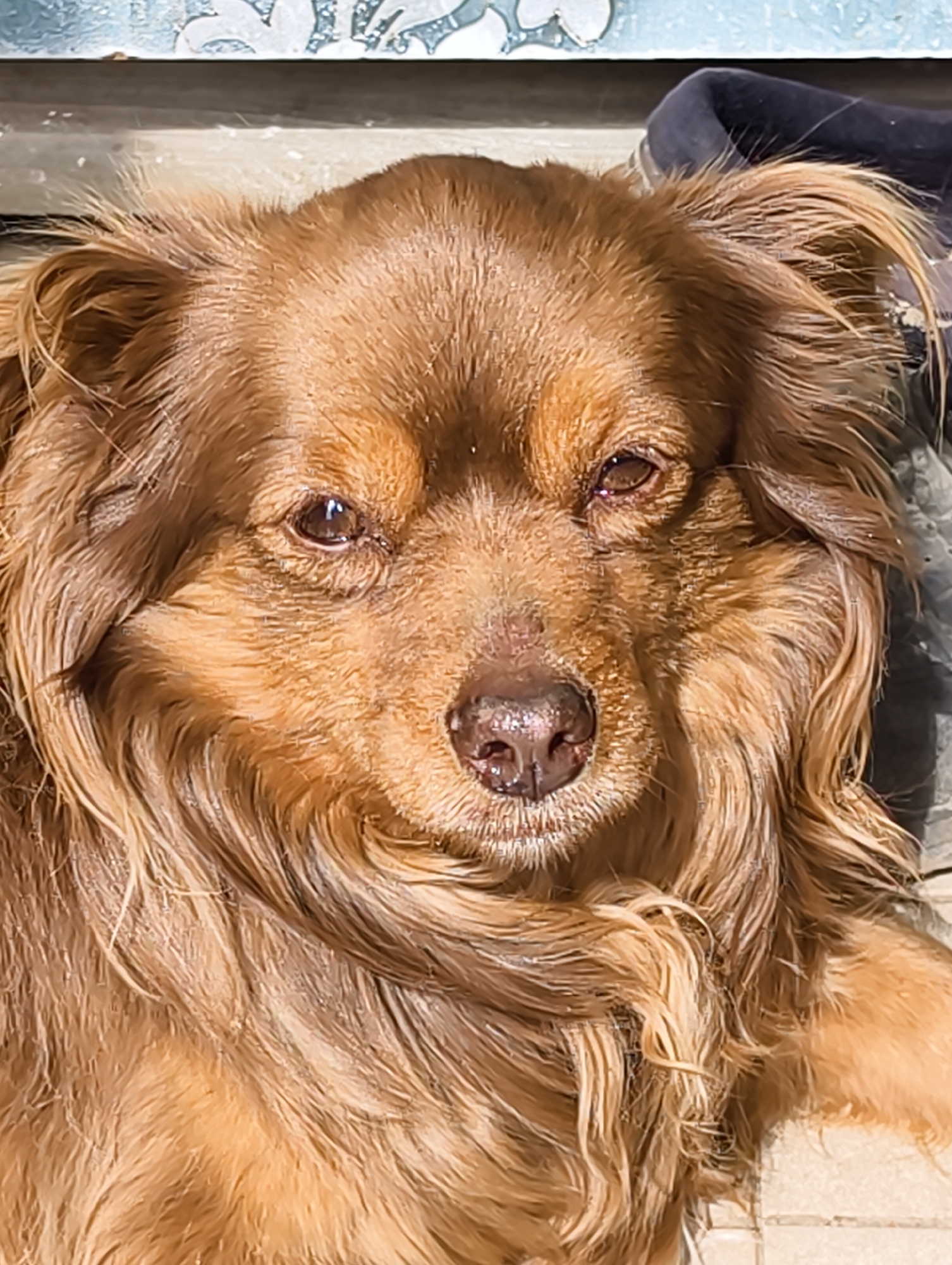 A close-up shot shows a brown long-haired dog with a slightly wet coat. The dog is facing the camera with its eyes open and focused. The dog's nose appears moist. The background includes a patterned wall and a dark-colored object or fabric. The location is provided as Ilskiy, Russia, but there are no visual indicators in the image to confirm this location.