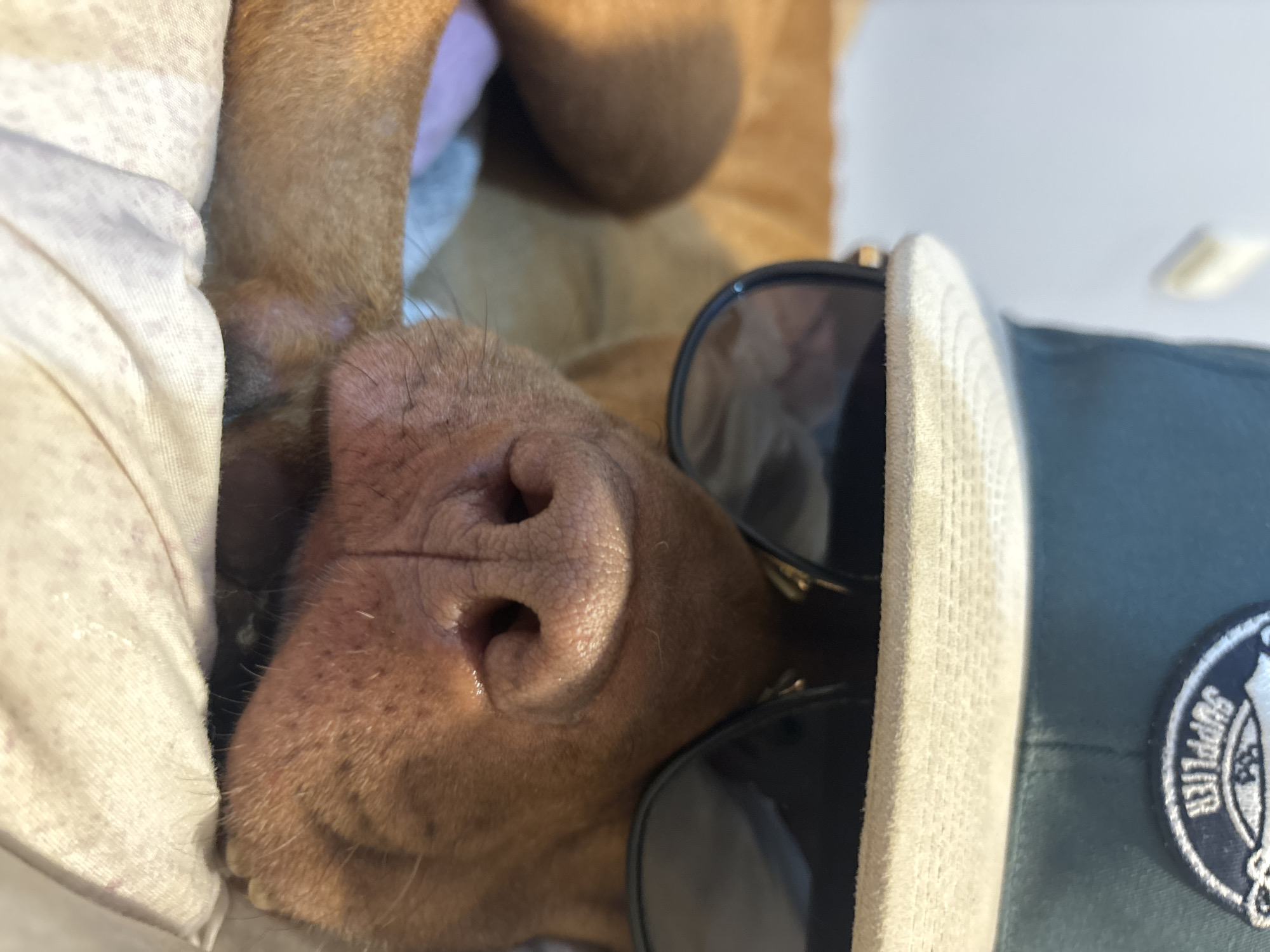A reddish-brown dog is captured in a close-up, upward-angled shot, lying comfortably with its head slightly tilted, giving the impression it is looking up. The dog's prominent wet nose and muzzle are in sharp focus, revealing the textured skin and scattered whiskers. It is wearing black-framed sunglasses, which cover its eyes and contribute to a humorous and relaxed appearance.
Perched on the dog's head is a dark green cap, featuring a light-colored, textured brim. A circular patch is embroidered on the side of the cap, displaying a dark background with white lettering. The word "SUPPLIER" is distinctly visible on this patch, surrounded by other unclear design elements.
To the left, a soft, light-colored fabric, possibly a pillow or blanket, partially frames the dog's head, suggesting a comfortable, indoor setting for its rest. The background is brightly lit by natural light, out of focus, indicating it is daytime. The overall image evokes a sense of playful relaxation and anthropomorphic charm. This serene moment takes place in Sofia, Bulgaria.