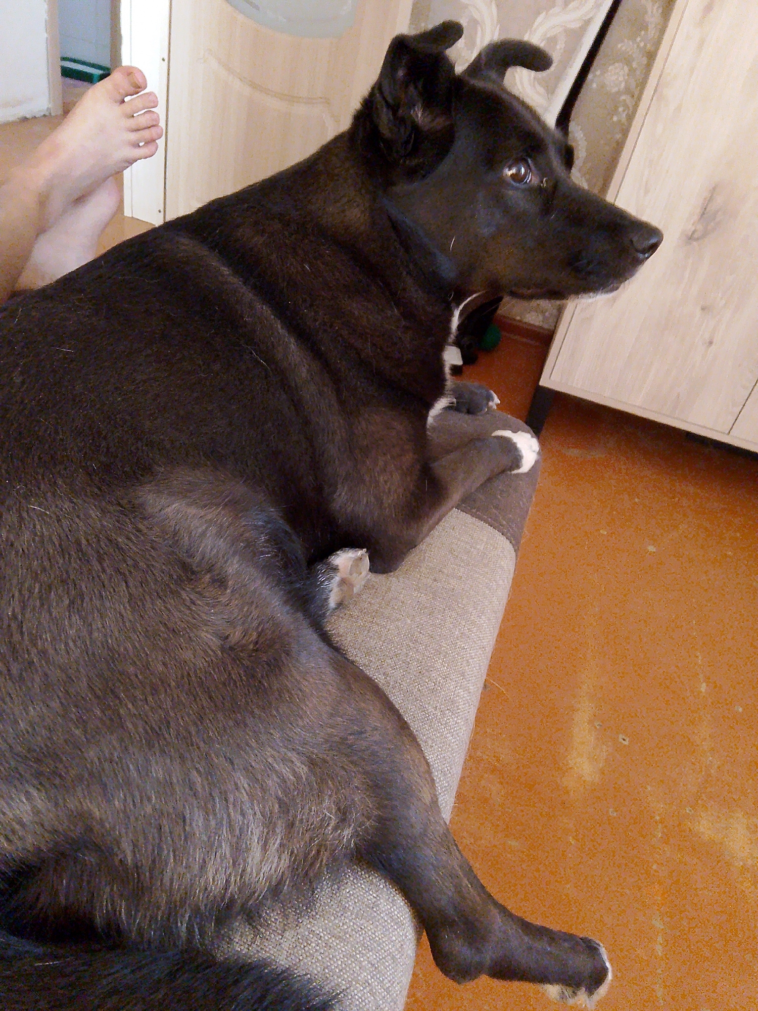 A dark-colored dog is lying on a tan sofa. Part of a human's foot can be seen to the left. The background is a room interior with wood furniture and orange linoleum flooring. The location is implied to be Фоки, Russia.