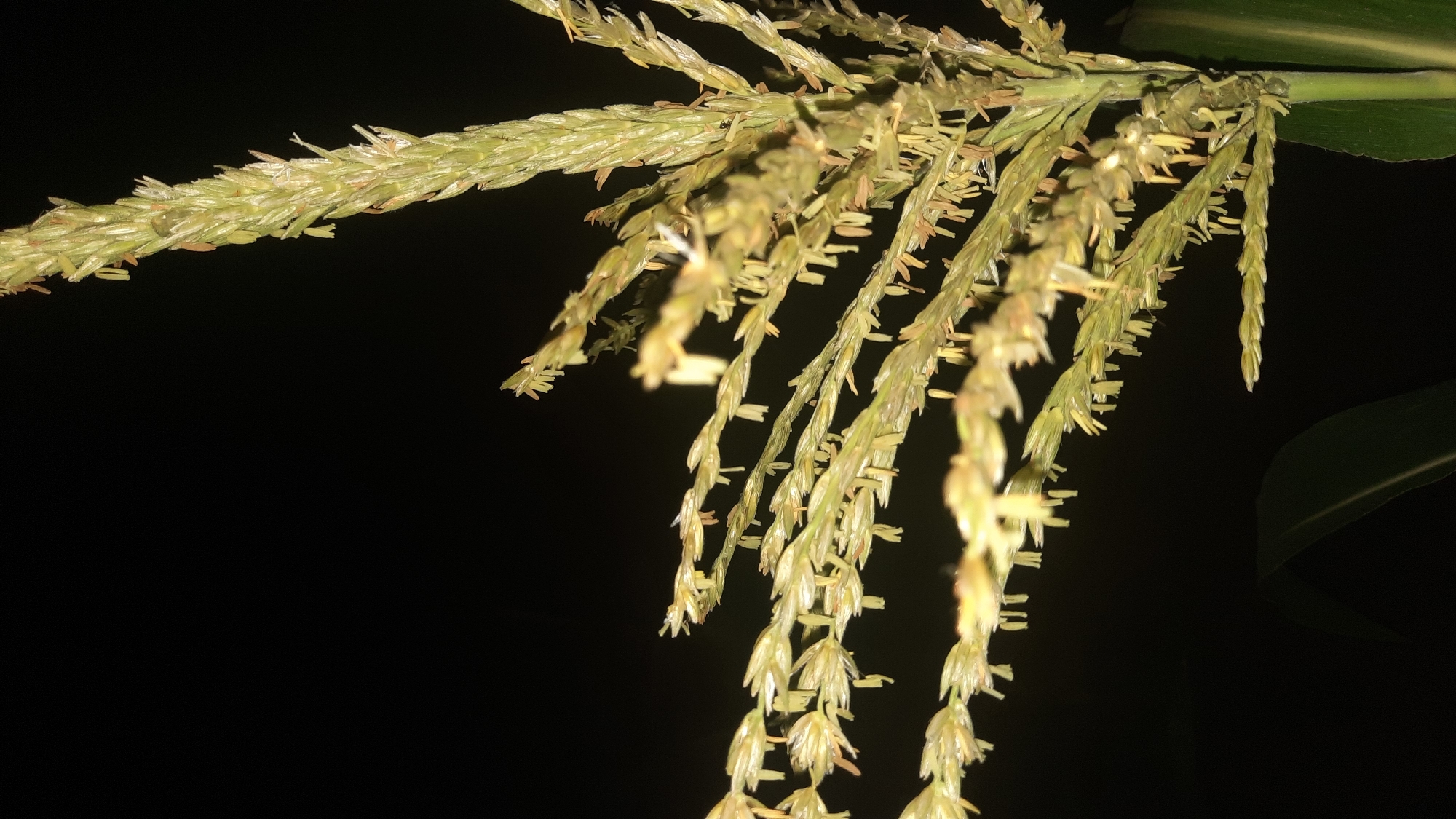 The image shows a close-up view of a corn tassel against a dark, out-of-focus background. The tassel is green and feathery, with numerous pollen-bearing anthers hanging from delicate filaments. The lighting suggests it may be nighttime or a very dark environment. There are no people or visible structures in the image. The location in Shklov, Belarus is not discernable from the visual information provided.