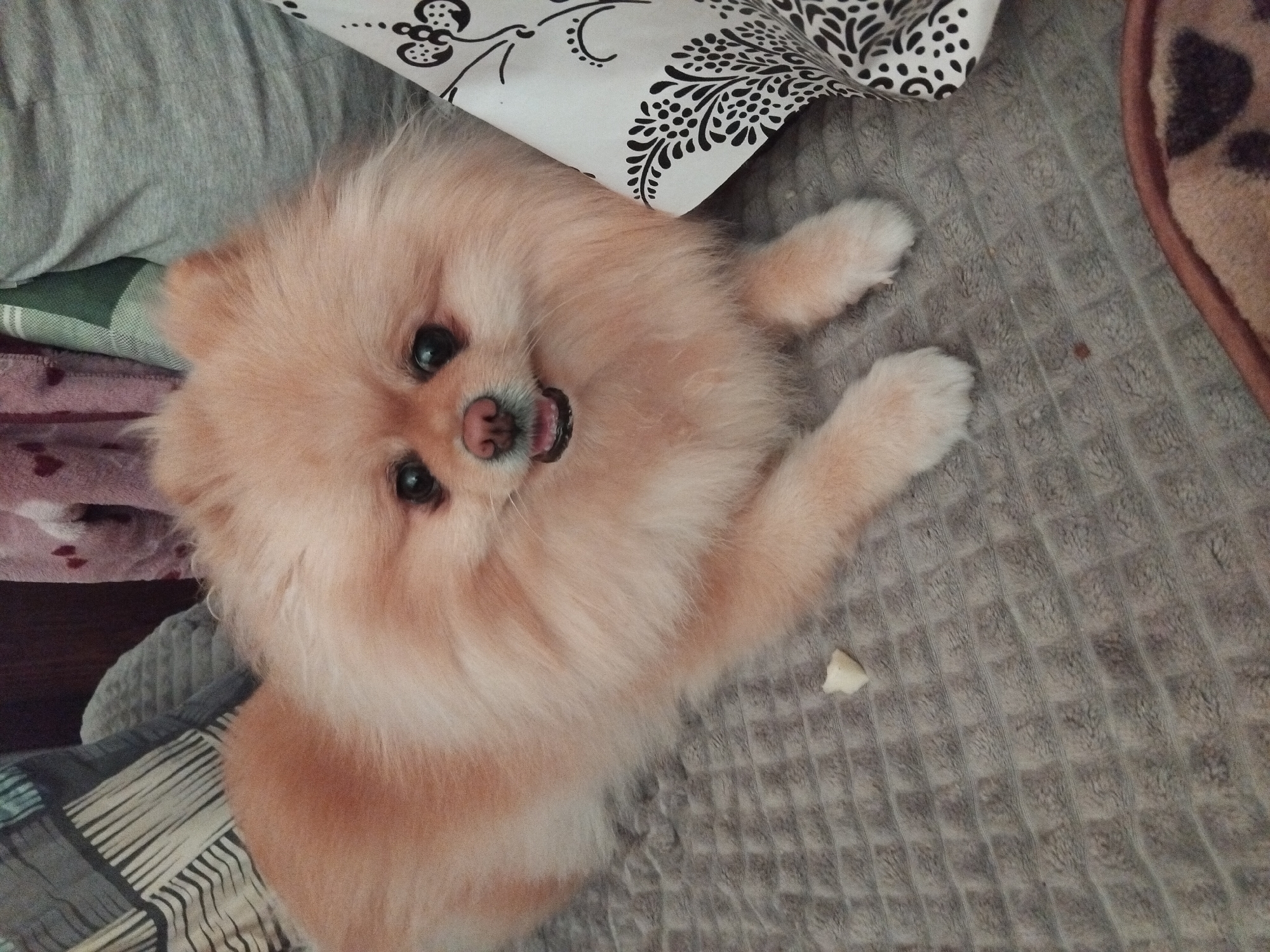 A cream-colored Pomeranian dog is lying on a grey textured blanket. The dog is fluffy with dark eyes and a pink nose, and its mouth is slightly open, showing its tongue. To the left of the dog, there is a small piece of white food. In the background, there are pillows with striped and patterned covers, and a grey blanket. The scene appears to be indoors, likely in a home environment, and is not identifiable as being in Apriltsi, Bulgaria.