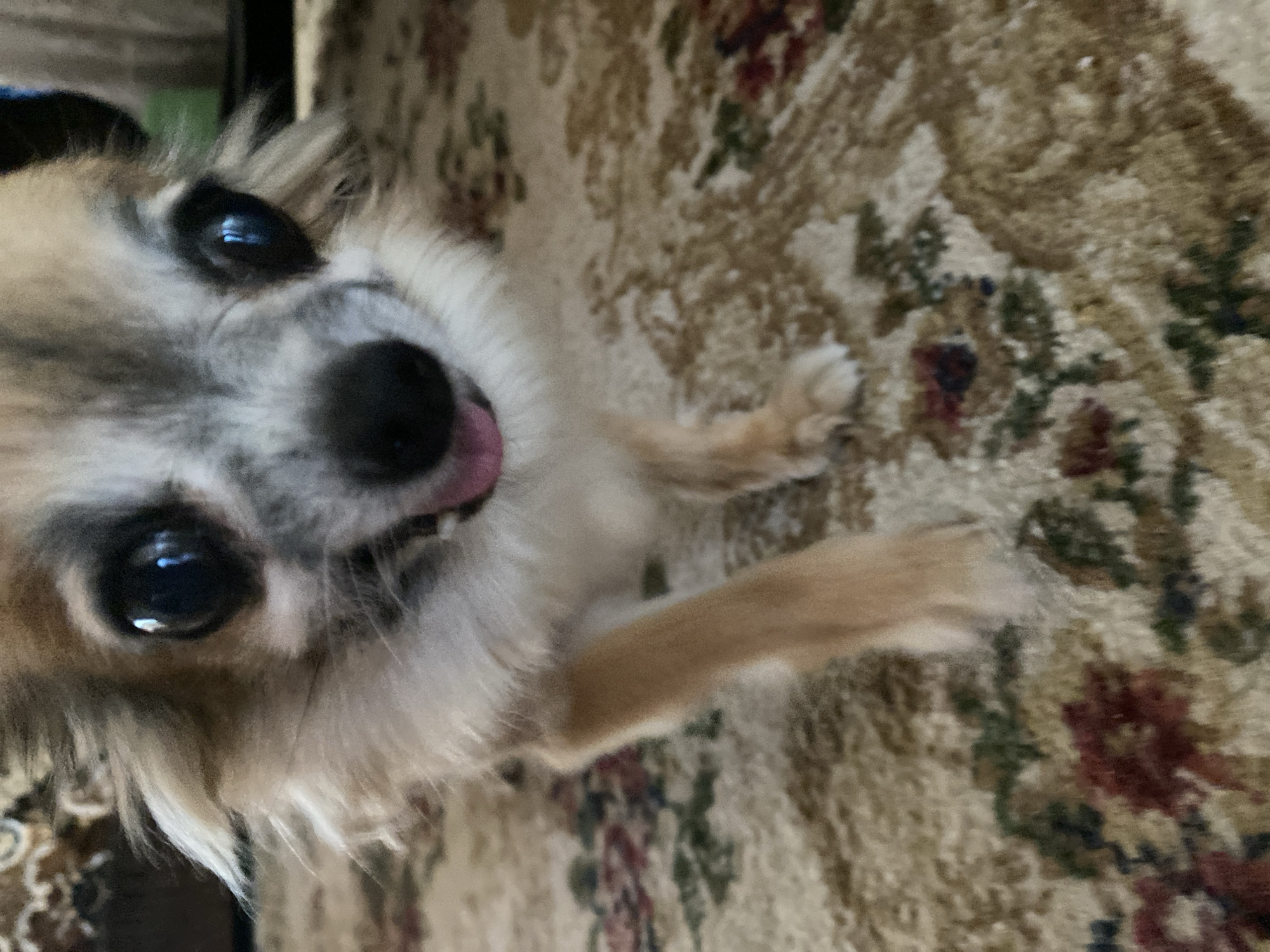 The image shows a close-up, low-angle shot of a small, fluffy dog with tan and white fur. The dog's eyes are large and dark, and its tongue is slightly sticking out. The dog is standing on a carpet with a floral pattern. The background is blurred, but appears to be an indoor setting. There is no information in the image to suggest a location in Maykop, Russia.