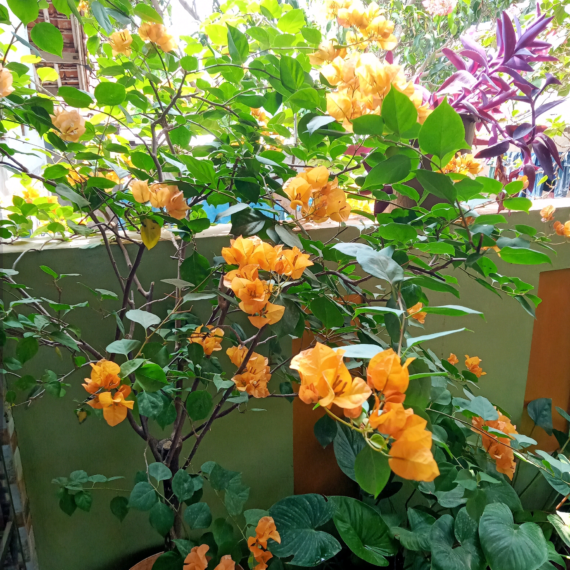 The image depicts an outdoor scene in Purwakarta, Indonesia, featuring a vibrant display of orange bougainvillea flowers and lush green foliage. The bougainvillea plant, with its numerous clusters of bright orange bracts, dominates the foreground and midground. Its branches are intertwined and extend upwards and outwards, interspersed with ovate green leaves. In the background, a potted plant with striking purple leaves adds a contrasting splash of color. The background wall is painted a muted green, with a section of orange visible on the right. A sliver of what appears to be a tiled roof is visible at the very top left, suggesting the scene is likely in a residential or garden setting. There are no people or animals visible in the image. The lighting suggests it is daytime, possibly morning or afternoon, with sunlight filtering through the leaves and illuminating the flowers.