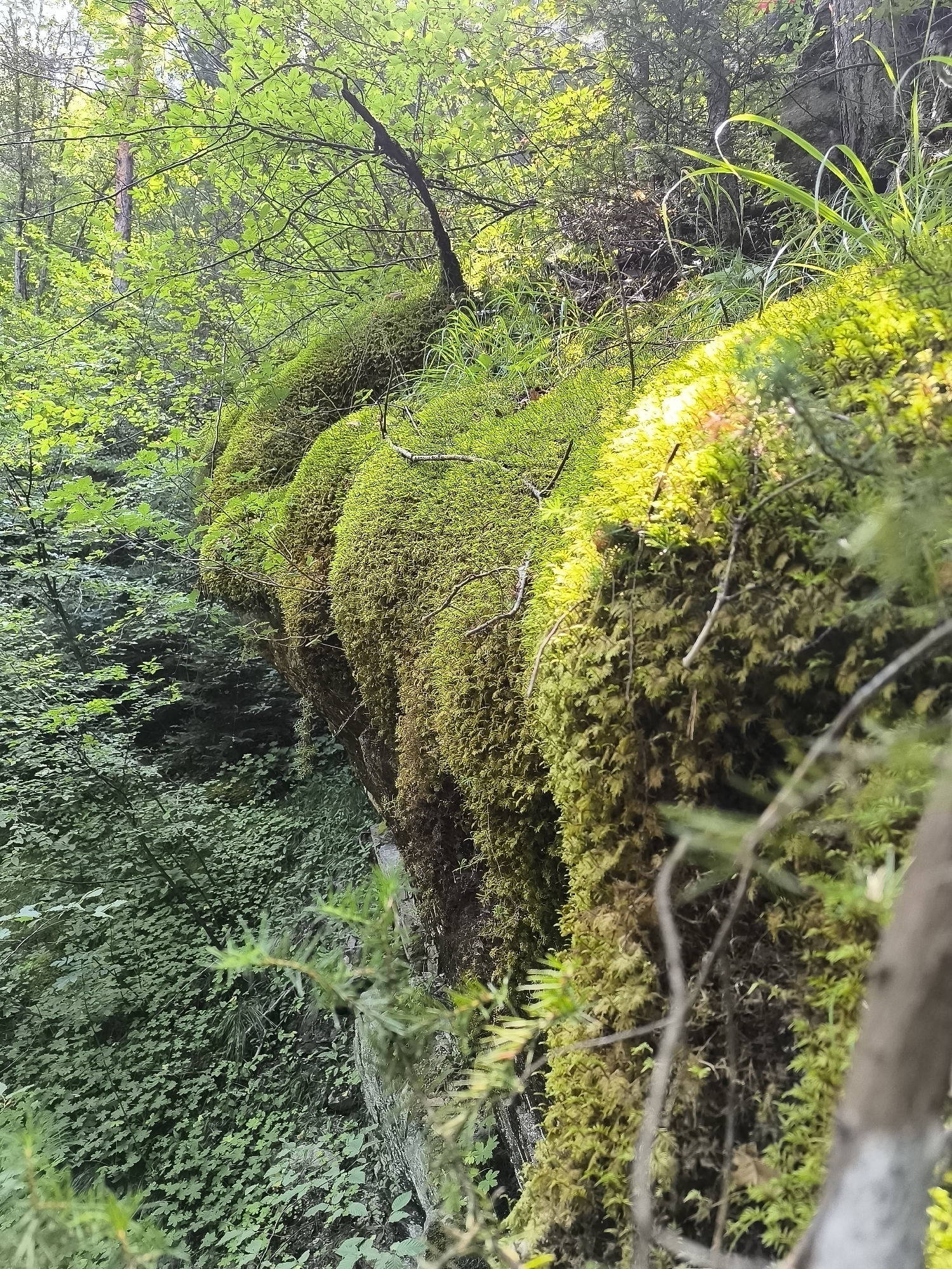 This image depicts a lush, moss-covered rock formation in the forest surroundings of Kovachevitsa, Bulgaria. The foreground is dominated by the textured green moss clinging to the steep, rocky incline, illuminated by dappled sunlight filtering through the dense canopy. Small branches and twigs are interspersed with the moss, adding to the wild, untamed appearance. In the background, a dense forest of green trees and foliage creates a verdant backdrop. The scene is devoid of any people or specific man-made structures, presenting a natural and undisturbed woodland environment. The lighting suggests it is daytime, likely late morning or afternoon, given the intensity and angle of the sunbeams.