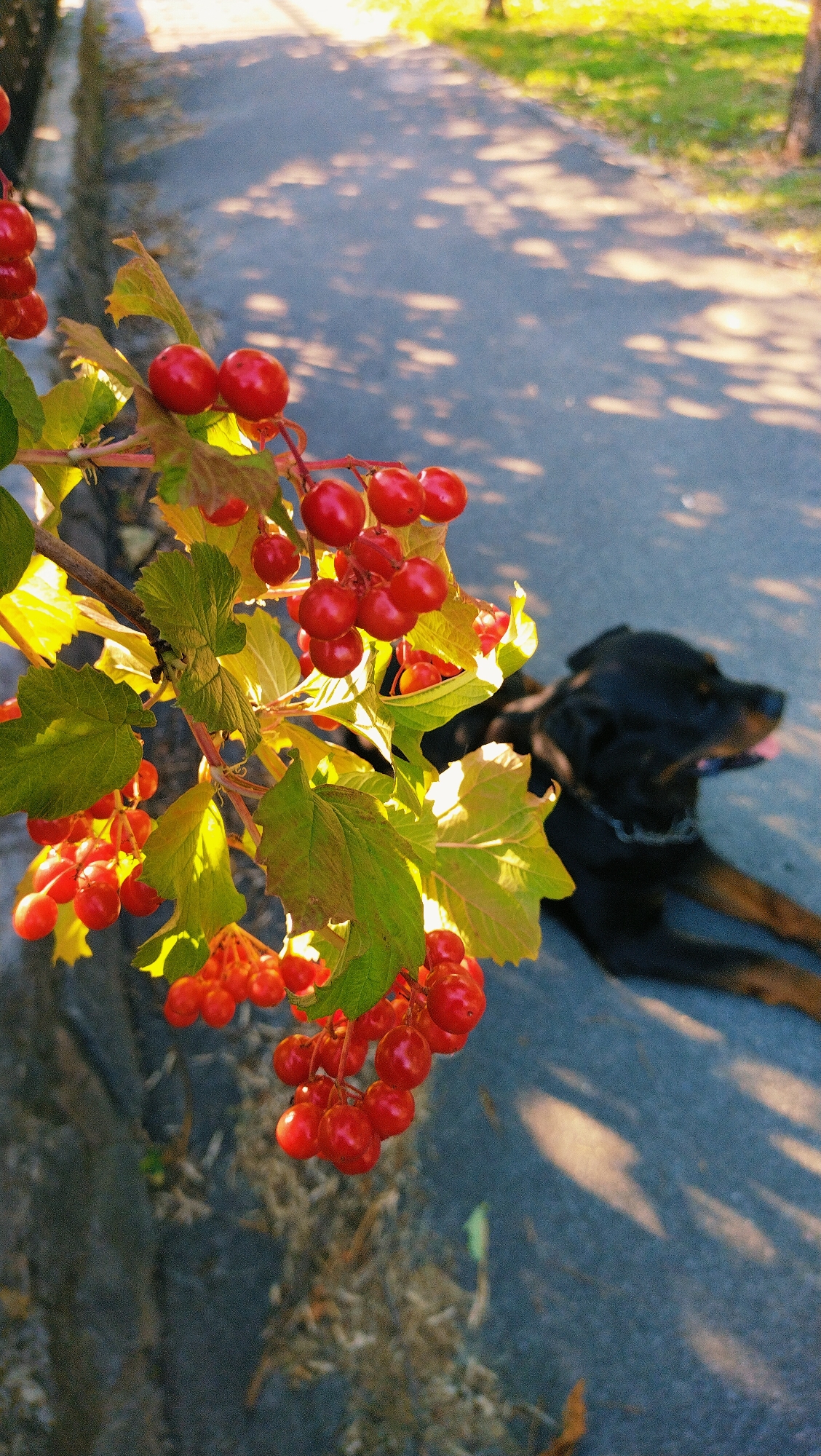 In Horishni Plavni, Ukraine, a black dog, possibly a Rottweiler, lies on its side on an asphalt path, tongue slightly extended. The dog is wearing a chain collar. In the foreground, a branch with bright red berries and green leaves is in sharp focus, casting shadows on the path. The background consists of more asphalt, dappled with sunlight and shadow patterns, and the edge of a grassy area. The scene appears to be outdoors on a sunny day, likely in a park or along a walkway.