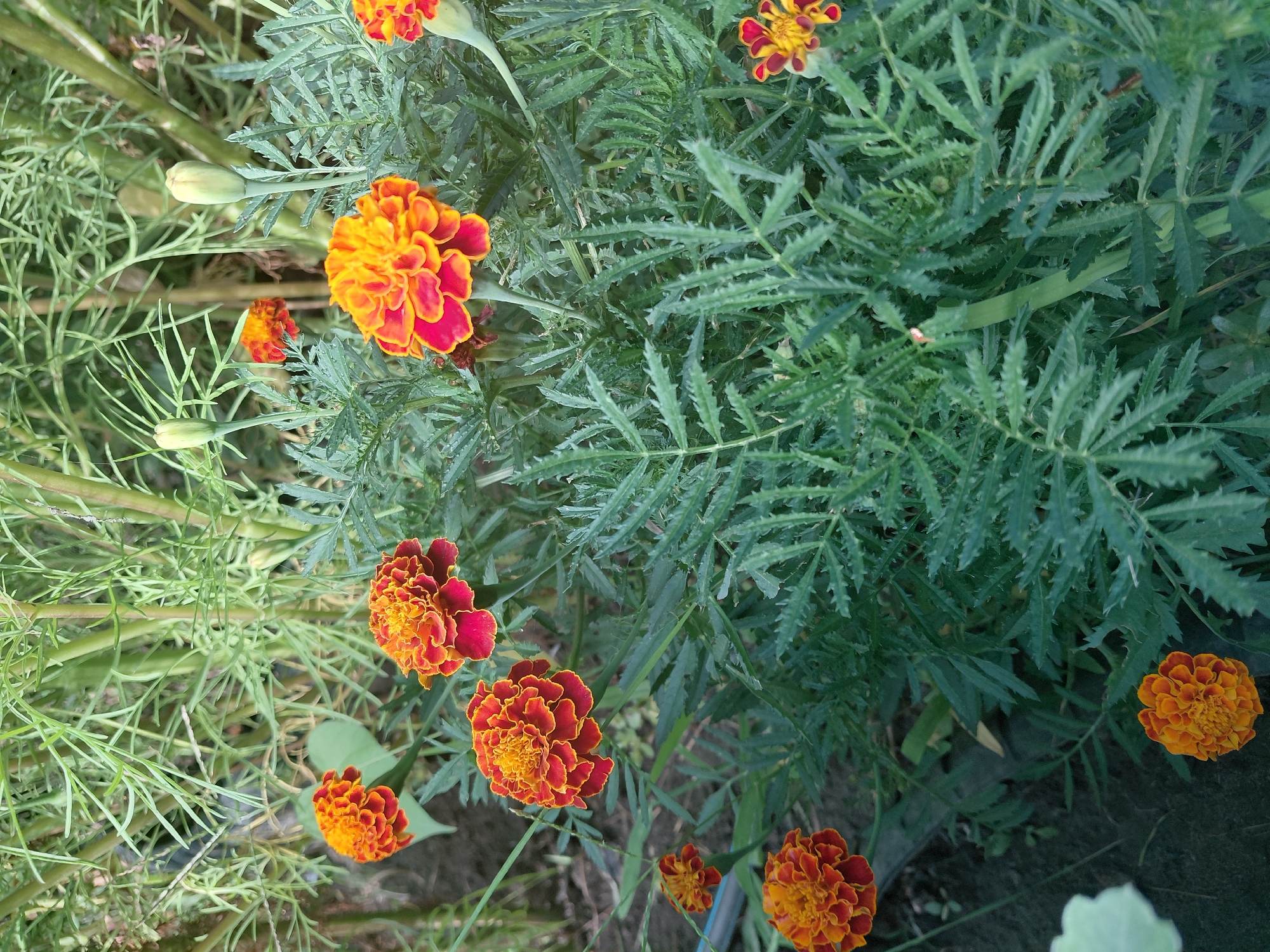 The image displays a cluster of marigold flowers in bloom, interspersed with green foliage and some unopened buds. The flowers exhibit vibrant orange and red hues, with ruffled petals. The surrounding leaves are deeply serrated and a rich green. The setting appears to be an outdoor garden environment, with some soil visible in the background. There are no people or animals present in the image. The scene is illuminated by natural light, casting subtle shadows.