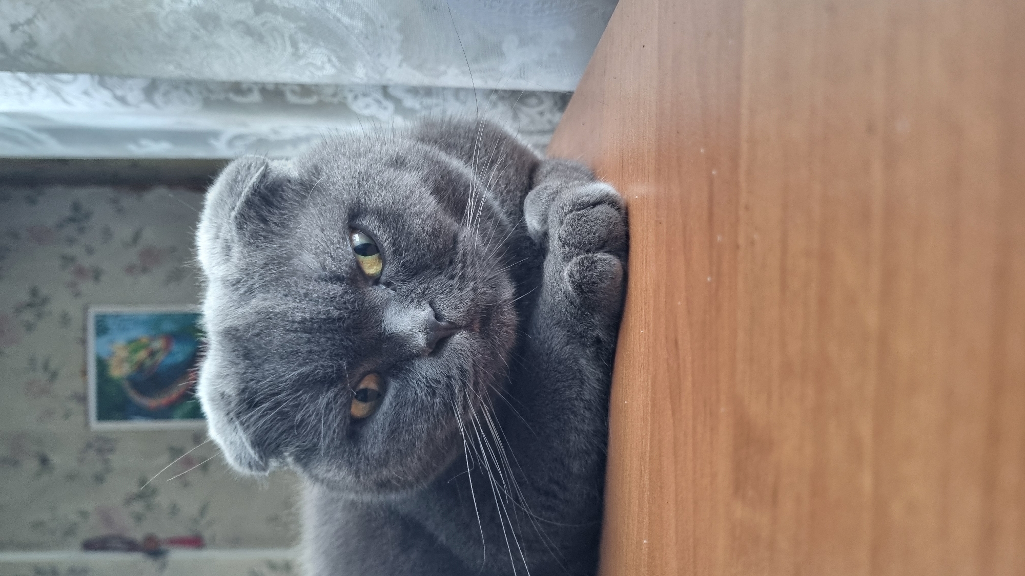 A Scottish Fold cat with grey fur and yellow eyes is lying on a wooden surface, its front paws tucked beneath its chest. The cat is looking directly at the camera with a serious expression. In the background, there is a wall with floral wallpaper and a small framed picture. To the right, a sheer white curtain is visible. The scene appears to be indoors, possibly in a home in Vysokoe, Russia. The lighting suggests it might be daytime, with natural light coming from a window.