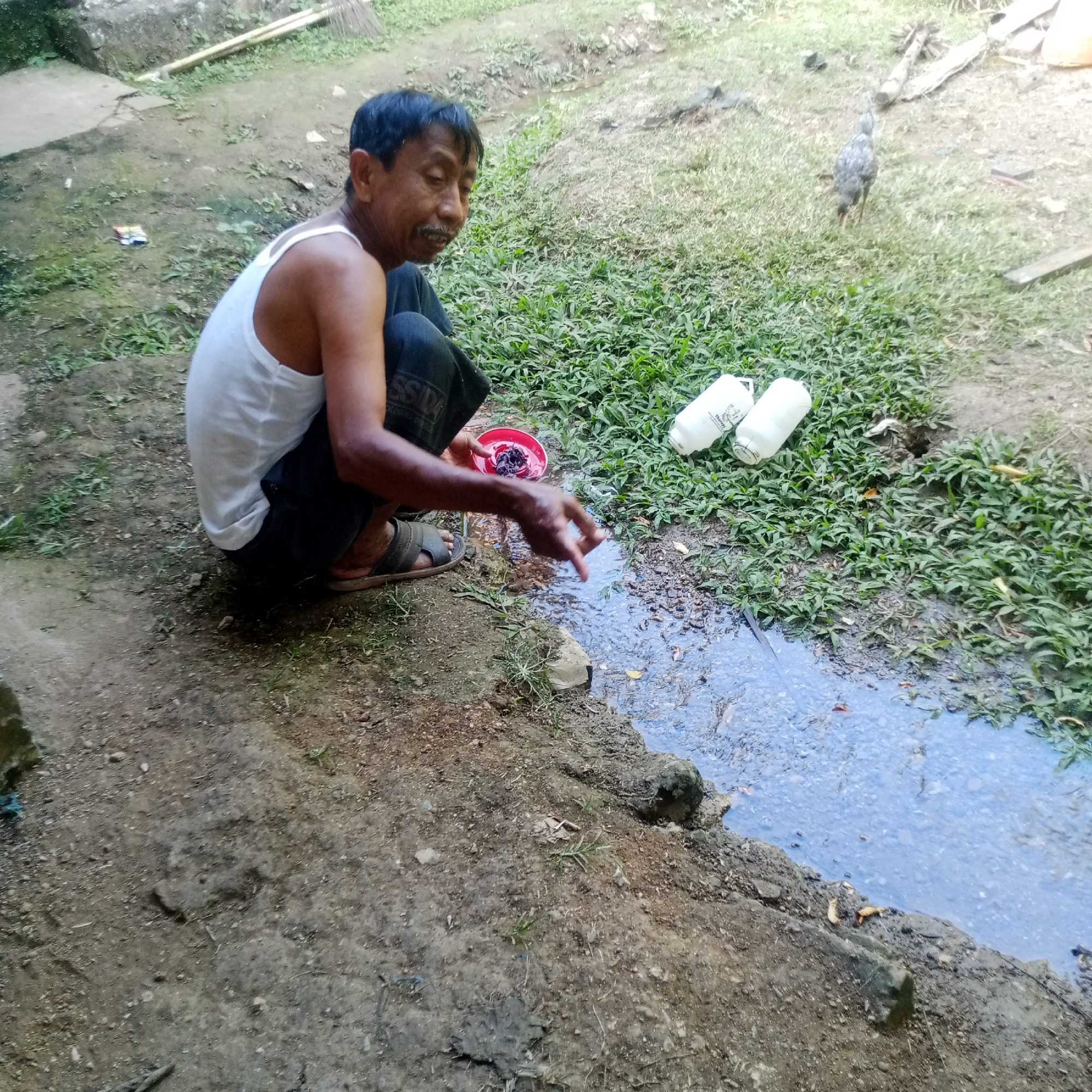 In Semanding, Indonesia, an Asian man kneels on the ground next to a small stream. He is wearing a white tank top and dark pants. In his hands, he holds a red bowl containing dark items, possibly food. He appears to be washing something in the stream. Nearby, two white plastic bottles lie on the grass. In the background, a chicken walks across the grass. The environment is rural, with dirt ground, grass, and a shallow stream.