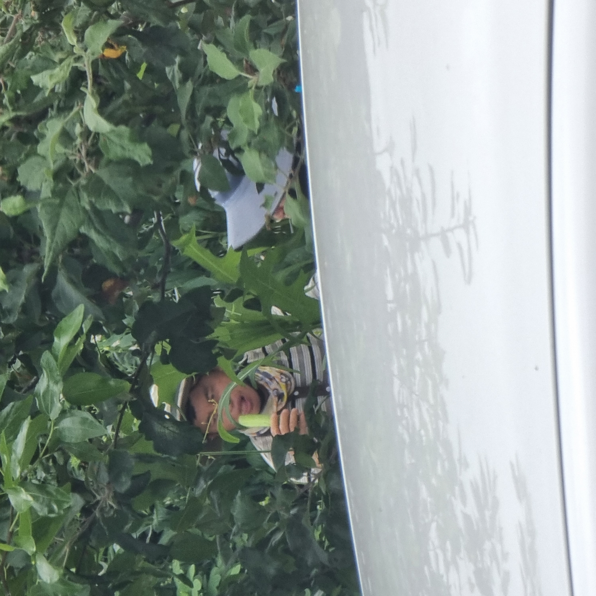 A person wearing a hat and a striped shirt is partially obscured by green foliage, holding a light green cucumber. The person's face is visible, with their mouth open and tongue slightly extended. They are standing behind a white surface, likely the hood of a car, in Dunnae-myeon, South Korea. The background consists of dense green leaves and branches.