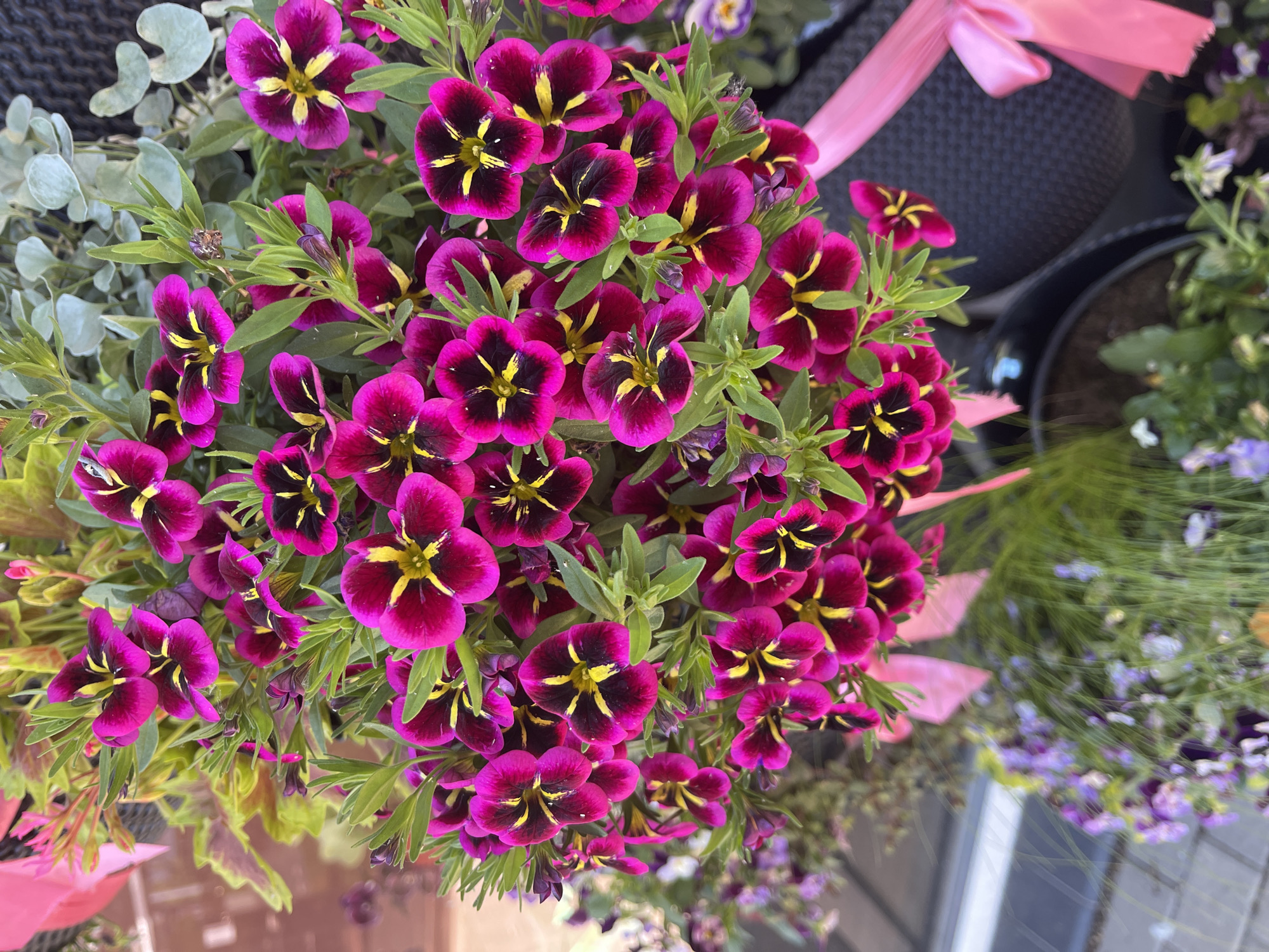This is a close-up, top-down shot of a potted plant overflowing with deep magenta and yellow-centered flowers. The flowers have five petals and a velvety texture, with dark centers that give way to bright yellow markings radiating outwards. Lush green leaves surround the blooms, and in the background, out-of-focus, are other plants with purple and green foliage. A bright pink ribbon is tied around the pot, with a bow visible on the right side. The overall impression is one of vibrant floral abundance.