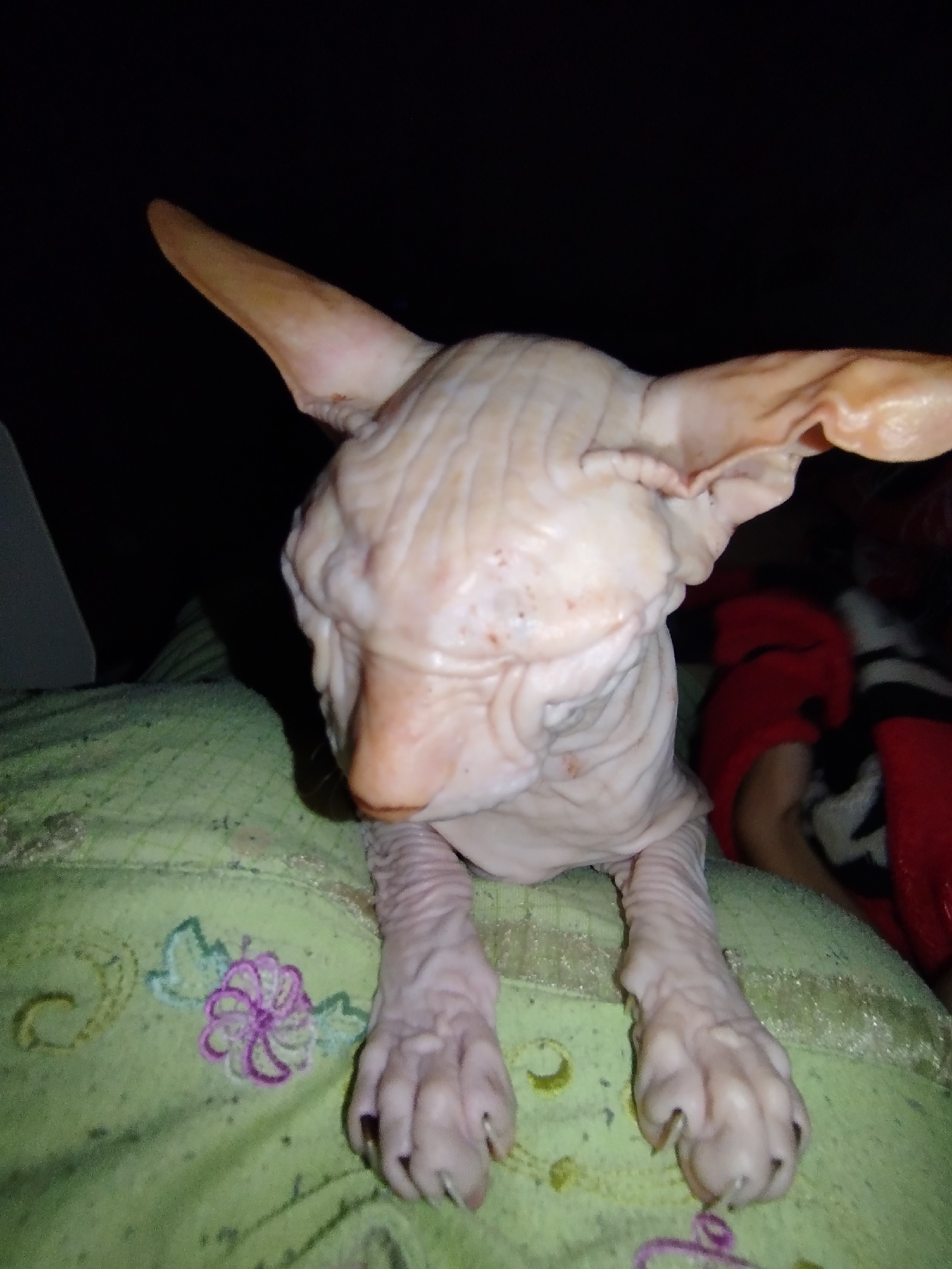 A Sphynx cat is depicted in a dimly lit indoor setting. The cat, with its characteristic wrinkled skin and large ears, is positioned in the foreground, facing the camera. It is resting on a light green, possibly fabric, surface that features embroidered floral designs in purple and light green. The background is dark, with hints of red and black fabric visible, suggesting blankets or other soft furnishings. The cat's paws are resting on the green surface, with its front legs visible. The overall impression is one of a pet in a comfortable, indoor environment. There is no discernible information in the image that would place it in Zavodoukovsk, Russia.