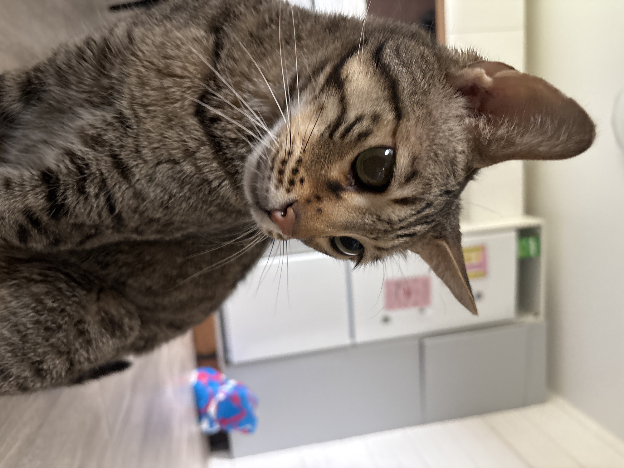 A close-up, tilted shot shows a brown tabby cat's face and body. The cat's head is tilted downward toward the camera, and its large, round eyes are visible. Its pink nose and long whiskers are also prominent. The cat's fur is patterned with brown and black stripes.
In the blurred background, a white cabinet or set of drawers is visible, along with a glimpse of a blue and pink object on the floor. The location is not discernible based on the image.