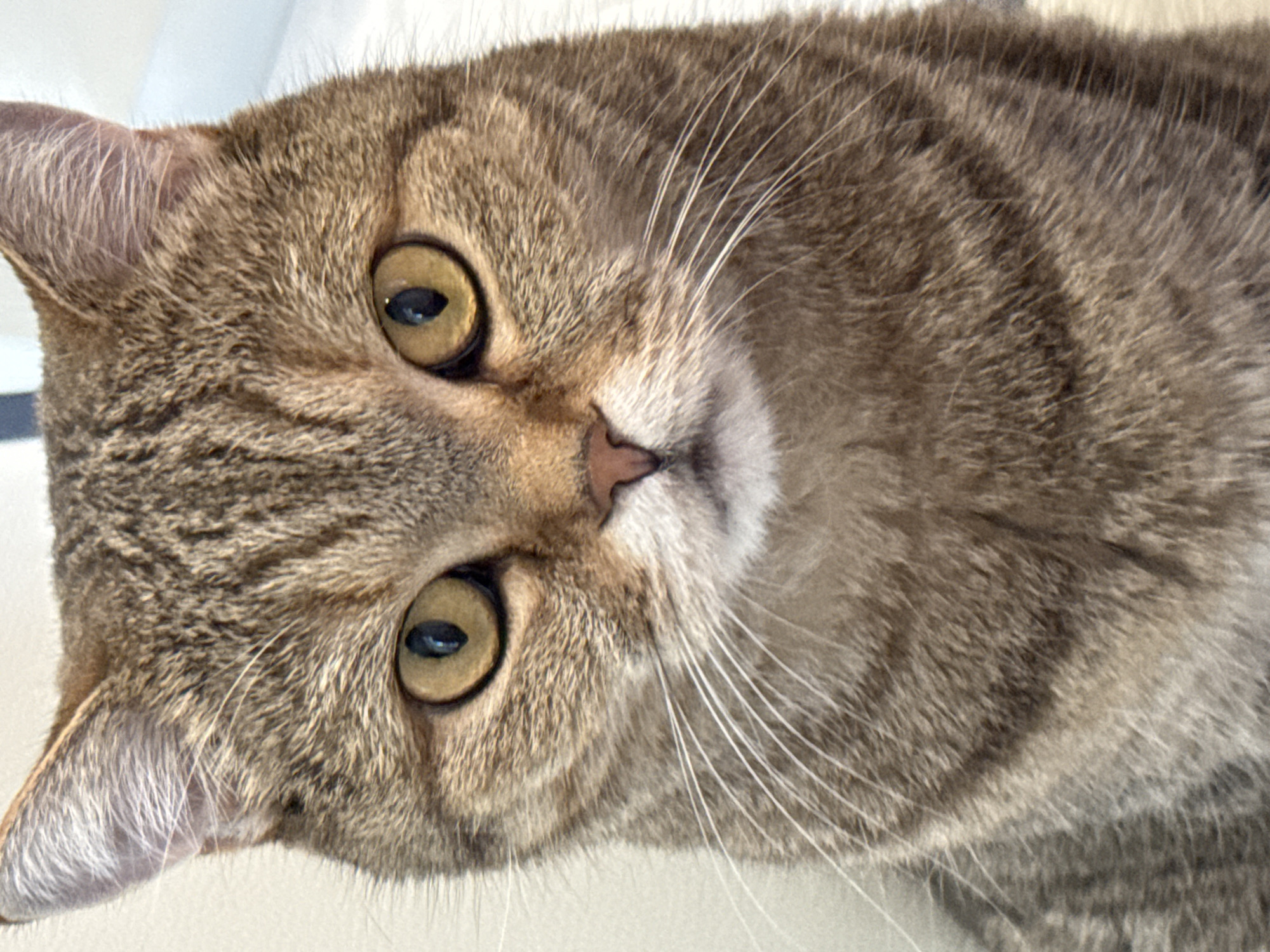 This is a close-up, head-on, portrait of a domestic cat. The cat has tabby markings in shades of brown and gray. Its eyes are a prominent feature, a striking golden-yellow color. The cat's whiskers are long and white, fanning out from its muzzle. The background is plain and appears to be an indoor setting, possibly a wall in a room. There are no visible geographical landmarks or indications of its location in Saint Petersburg, Russia, or any other city.