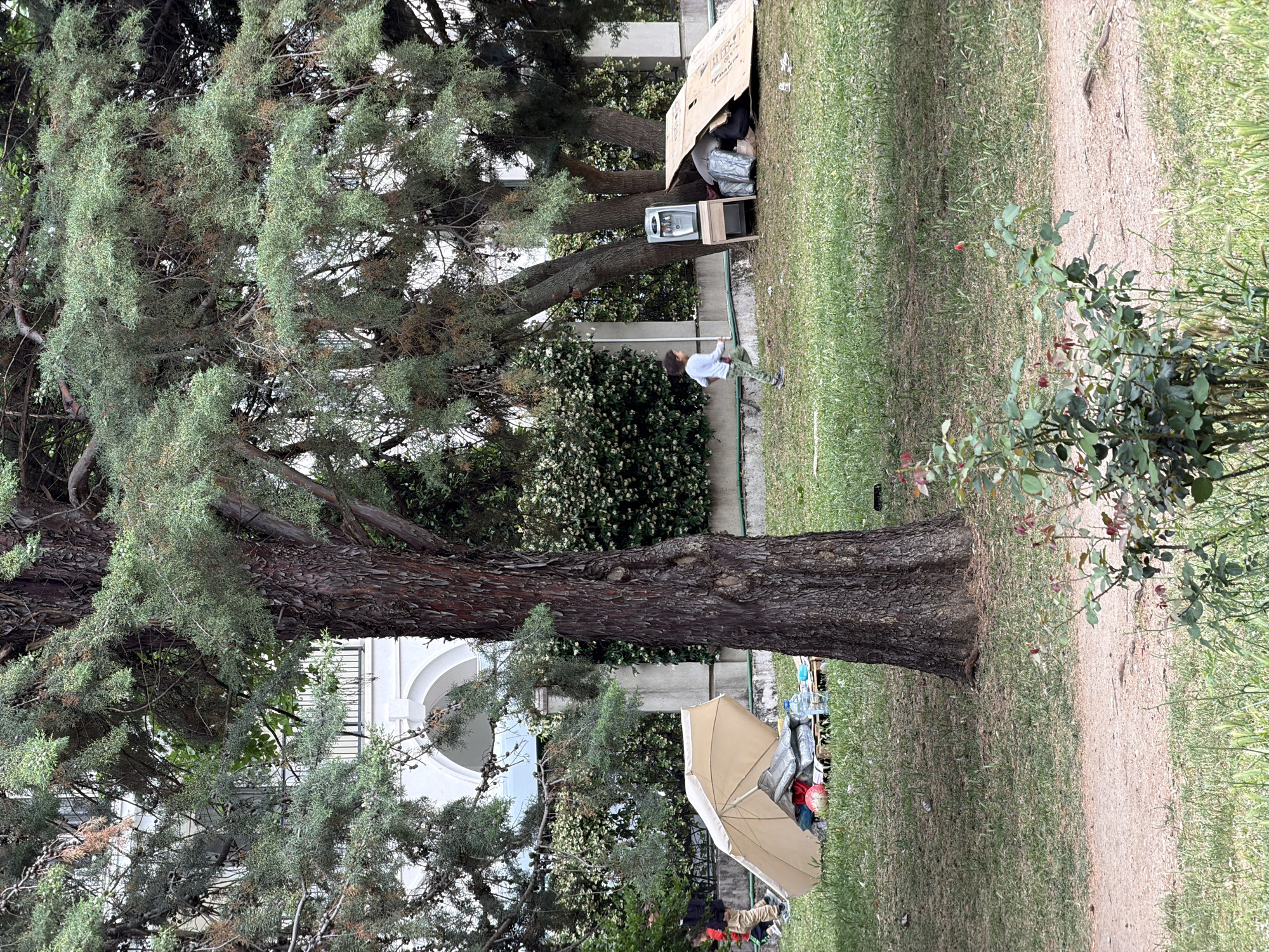 In a park in Budva, Montenegro, a large tree dominates the left side of the image. Adjacent to the tree and on the right is a walking path. A rose bush is along the path. To the right of the tree and in the background, there is a makeshift shelter constructed of cardboard. Near the shelter, a small child appears to be playing or interacting with something on the ground. Below the tree, another shelter exists with a tan umbrella. Some personal belongings are near the umbrella. A white building is partially visible behind the tree.