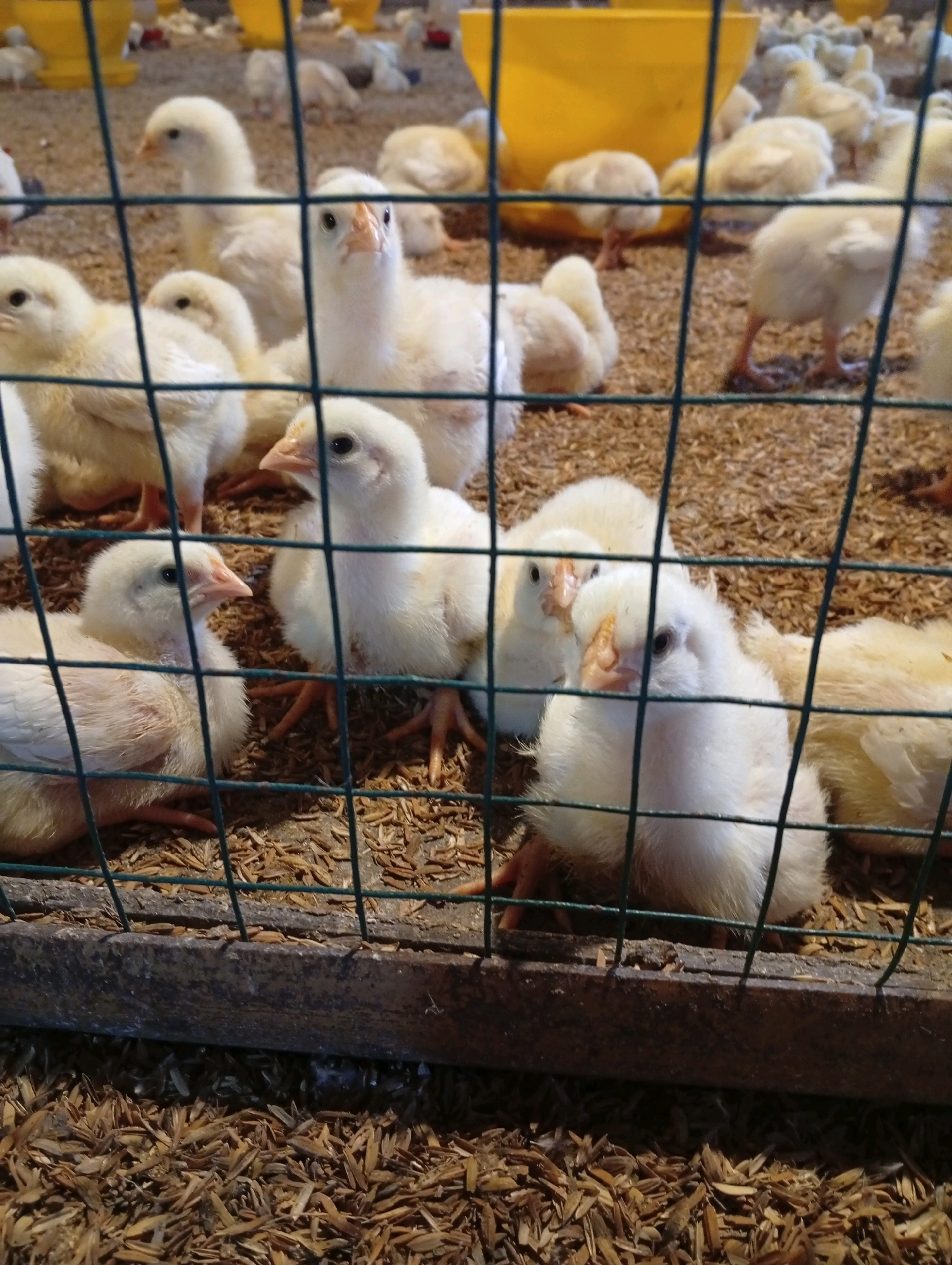 In Cisitu, Indonesia, a close-up, slightly blurred, eye-level shot captures a group of yellow chicks within a wire enclosure. The chicks, varying in size and fluffy down, are huddled together on a floor covered with dry, light-brown material, possibly rice husks. The foreground features a wooden beam that forms the base of the enclosure, with the wire mesh obscuring parts of the chicks. In the background, more chicks are visible, along with yellow feeding equipment. The lighting is natural, creating a warm ambiance.