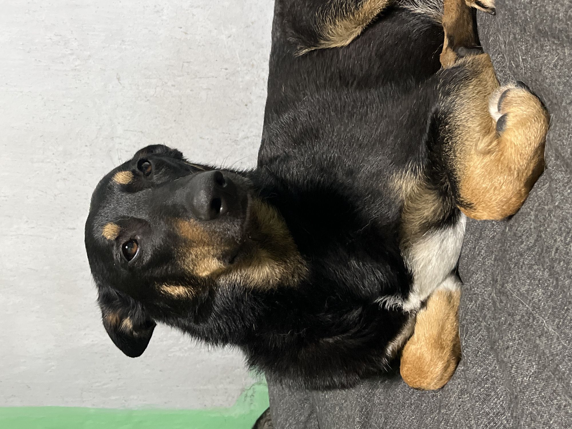 The image captures a domestic dog, primarily black with distinct tan-brown markings, lying on a grey, textured fabric surface. Tan-brown fur is visible above the dog's eyes (forming 'eyebrows'), on the sides of its muzzle, on portions of its chest, and on all four legs and paws. A small patch of white fur is present on its chest, visible between its crossed front paws. The dog's front paws are neatly crossed and tucked, and its hind legs are curled beneath its body, indicative of a resting posture. Its head is slightly turned towards the right side of the frame, with its brown eyes open and gazing in that direction. The background consists of a light-colored, textured wall, likely painted off-white or light grey, exhibiting minor surface irregularities. A vertical strip of vibrant green is visible along the far left edge of the background. The scene is situated within an indoor environment in the city of Nizhny Tagil, Russia.