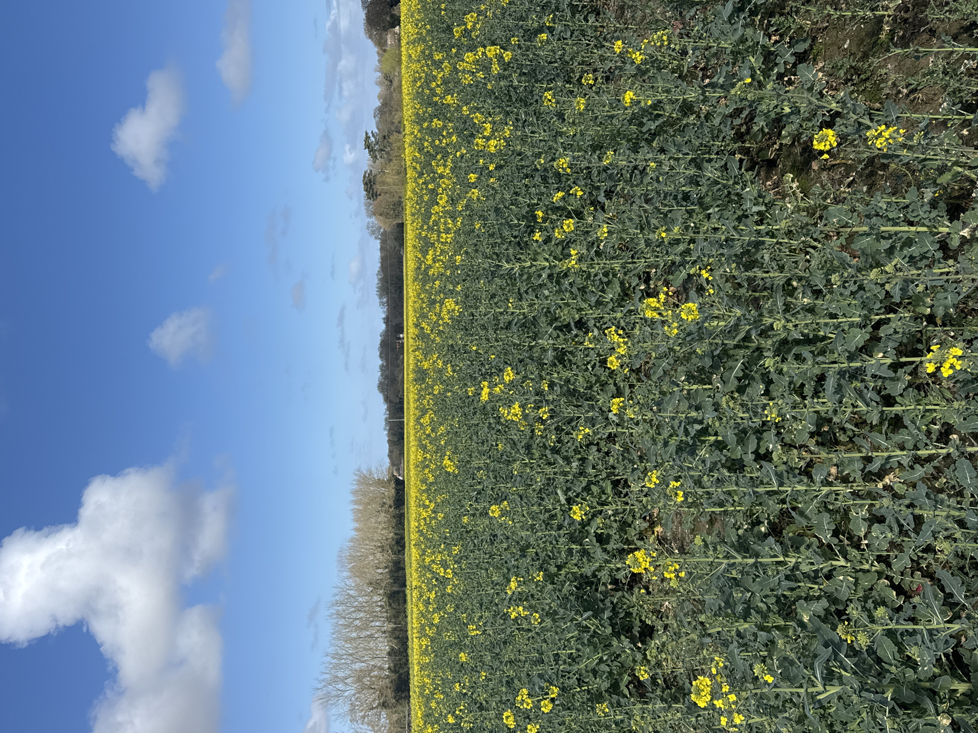 The image shows a field of rapeseed plants in bloom, characterized by their bright yellow flowers and green foliage. The field extends to the horizon, where a line of trees separates it from the sky. The sky is blue with scattered white clouds. The image appears to be taken in a rural area. Although it is indicated that the location is in Great Yarmouth, United Kingdom, there are no specific details to confirm the exact location within the city or any elements to indicate its urban characteristics. The picture includes no people or apparent activity.